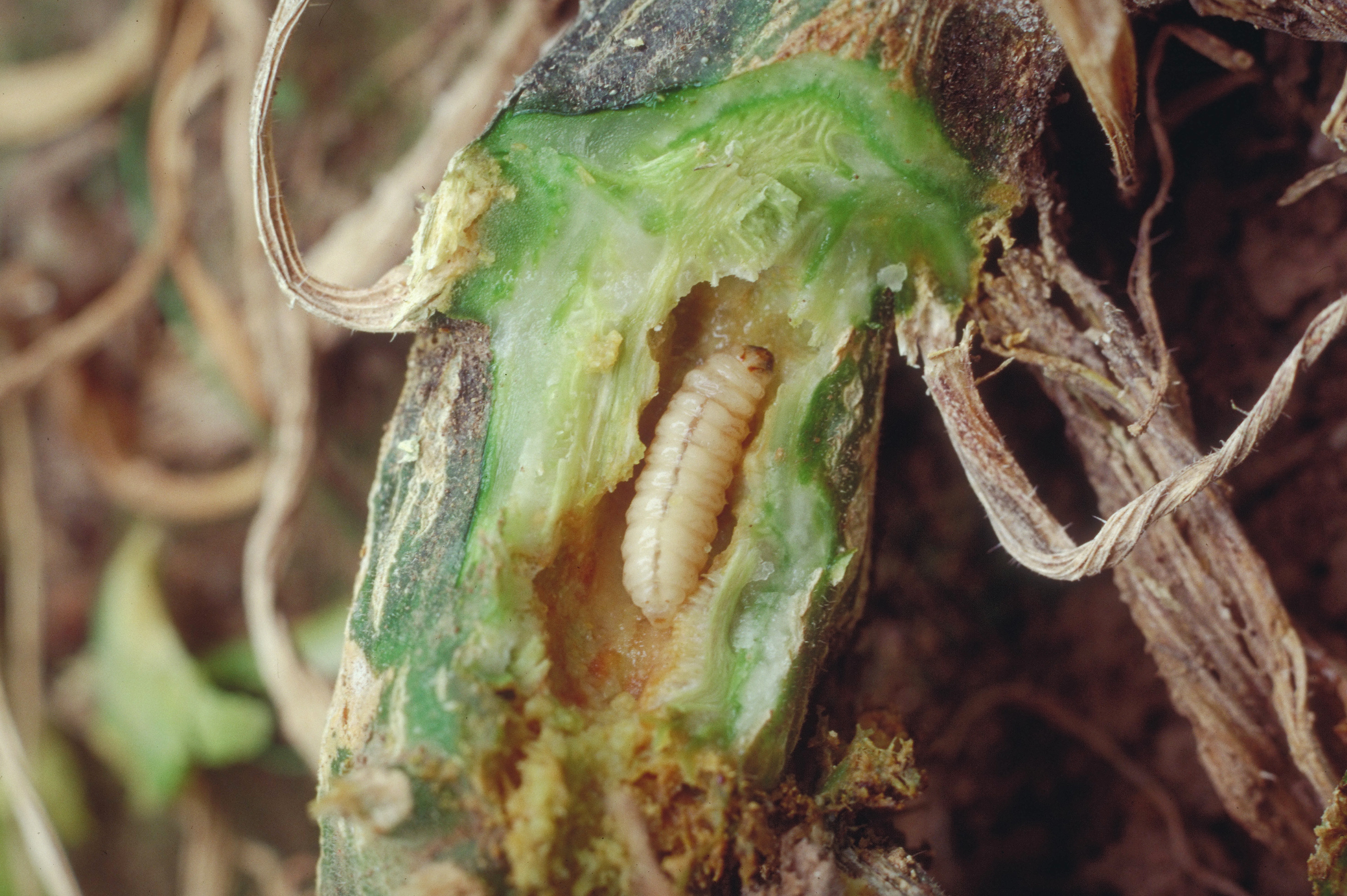Squash vine borer larva tunneling into cucurbit stem.