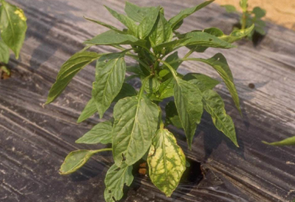 Flood damage to a pepper plant.