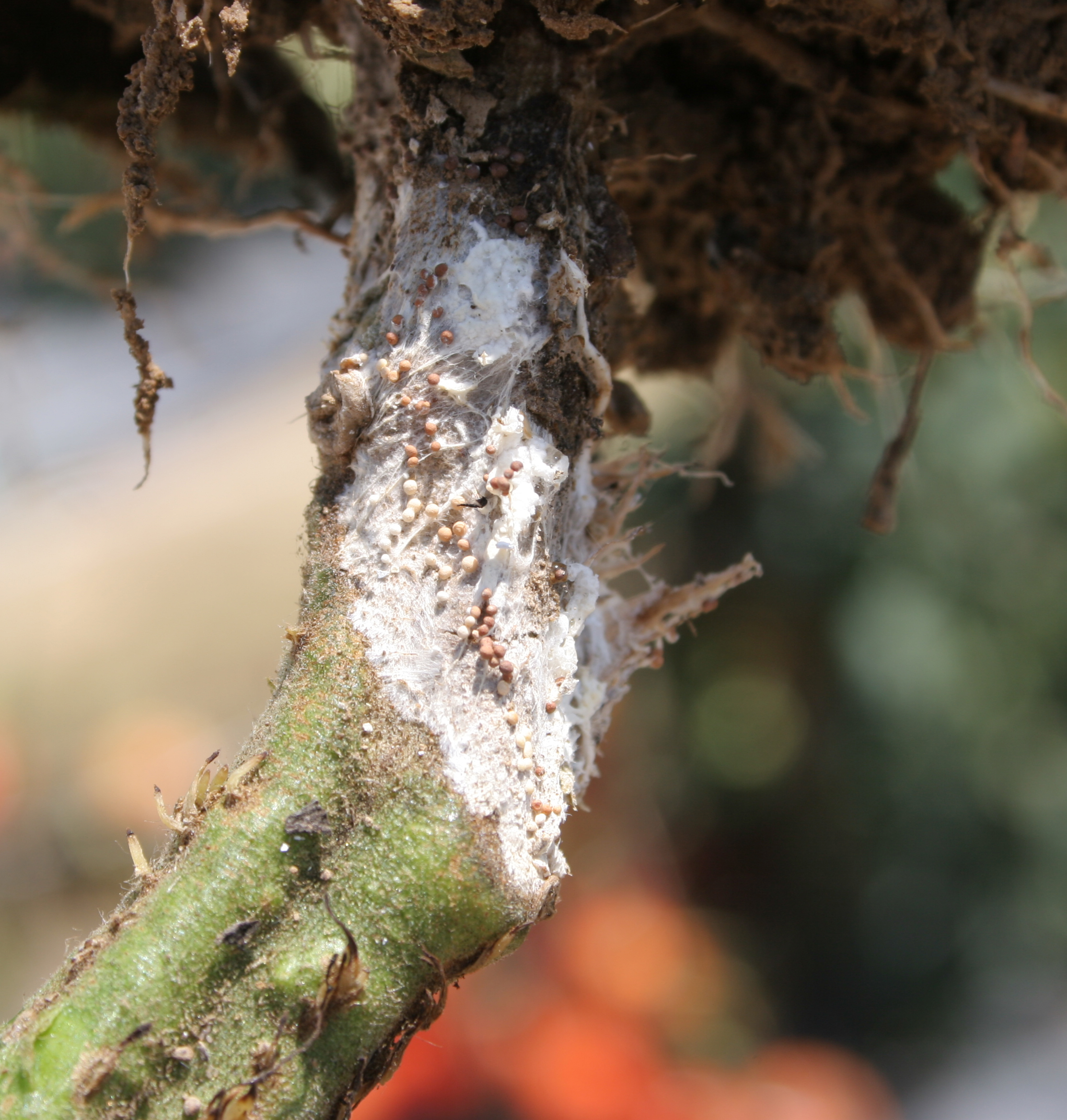 Southern stem blight sclerotia and mycelia on tomato stem.