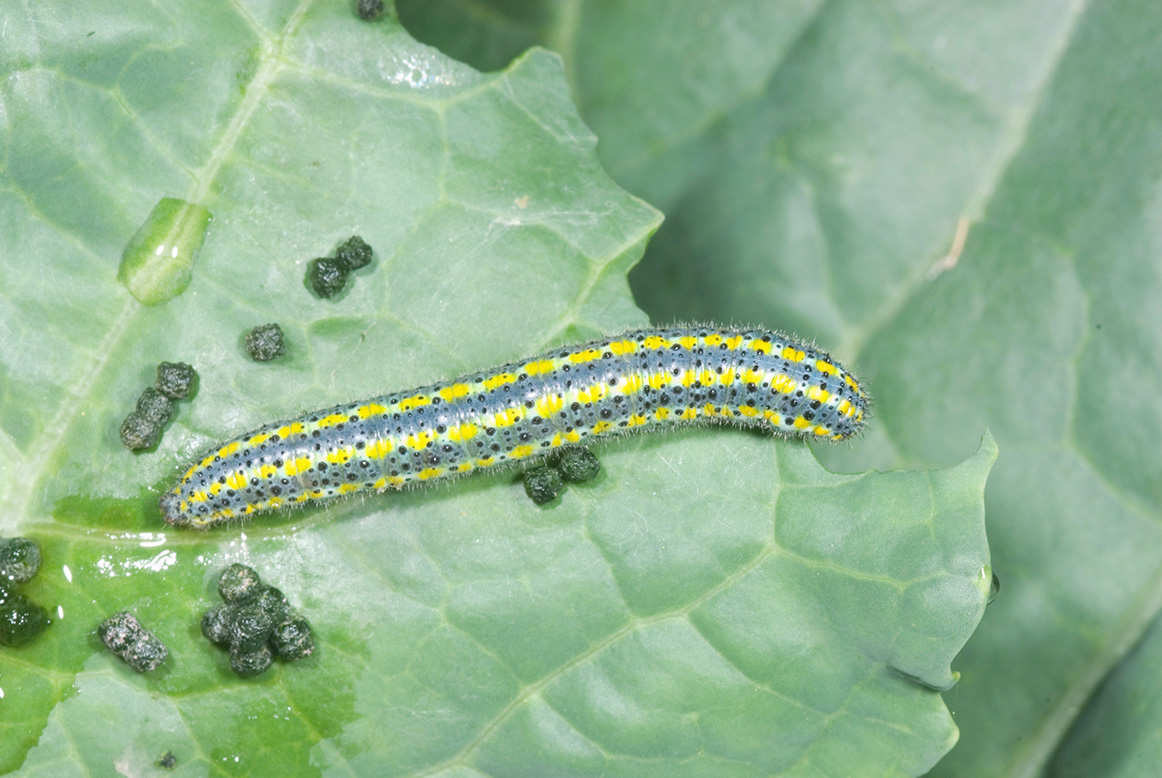Southern cabbageworm