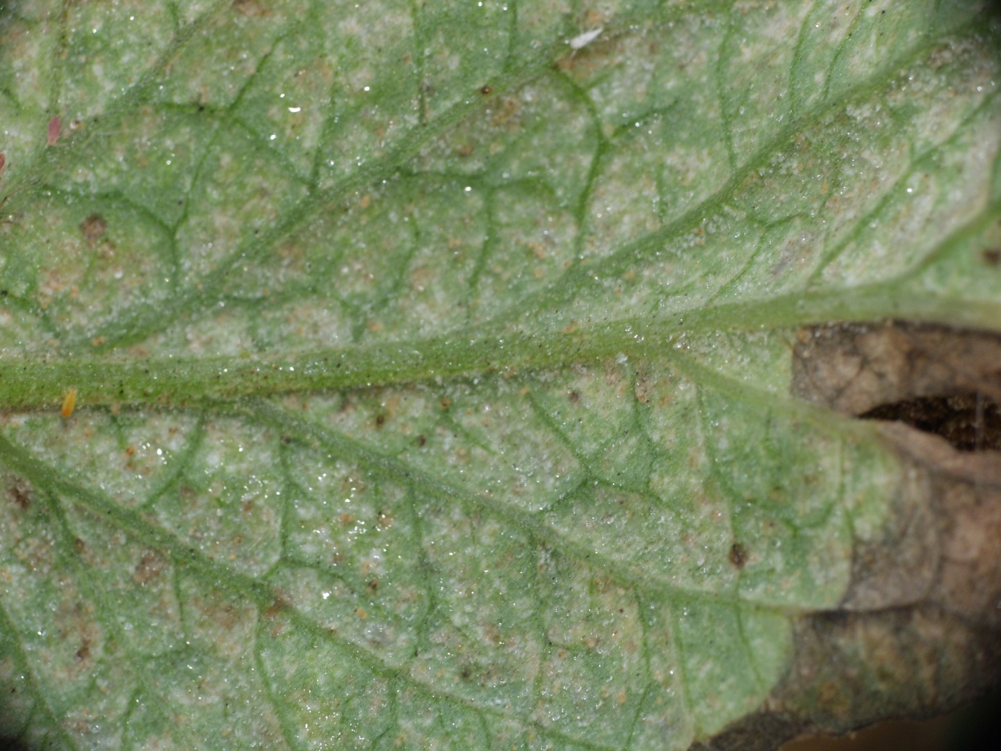 Two-spotted spider mite damage to melon leaf.