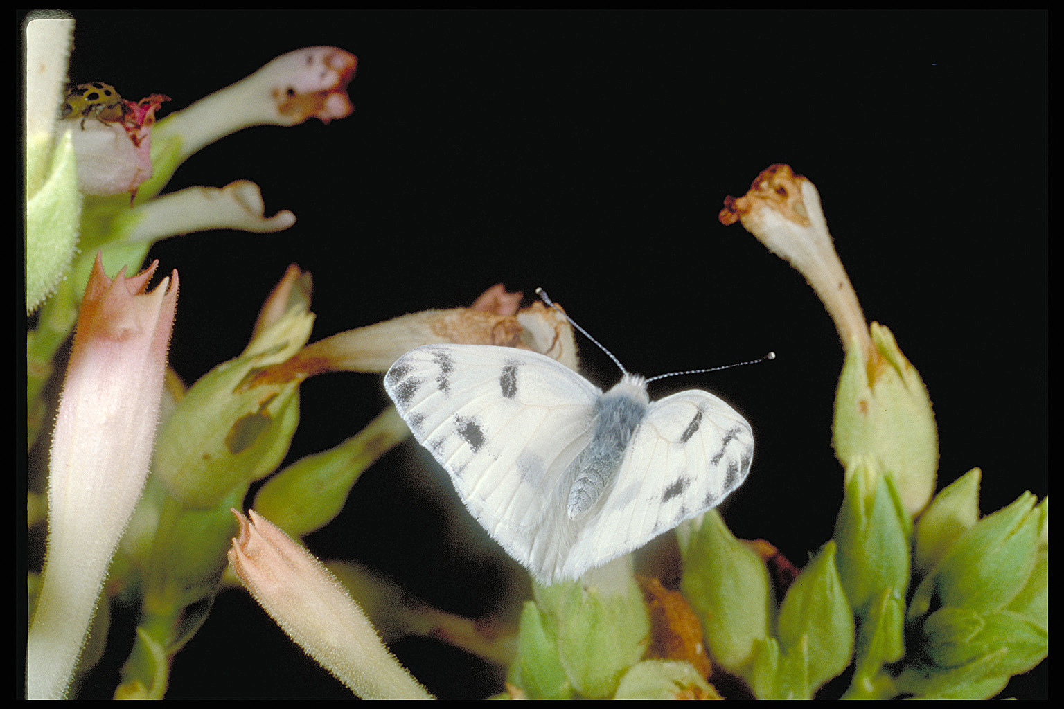 Southern cabbageworm adult moth