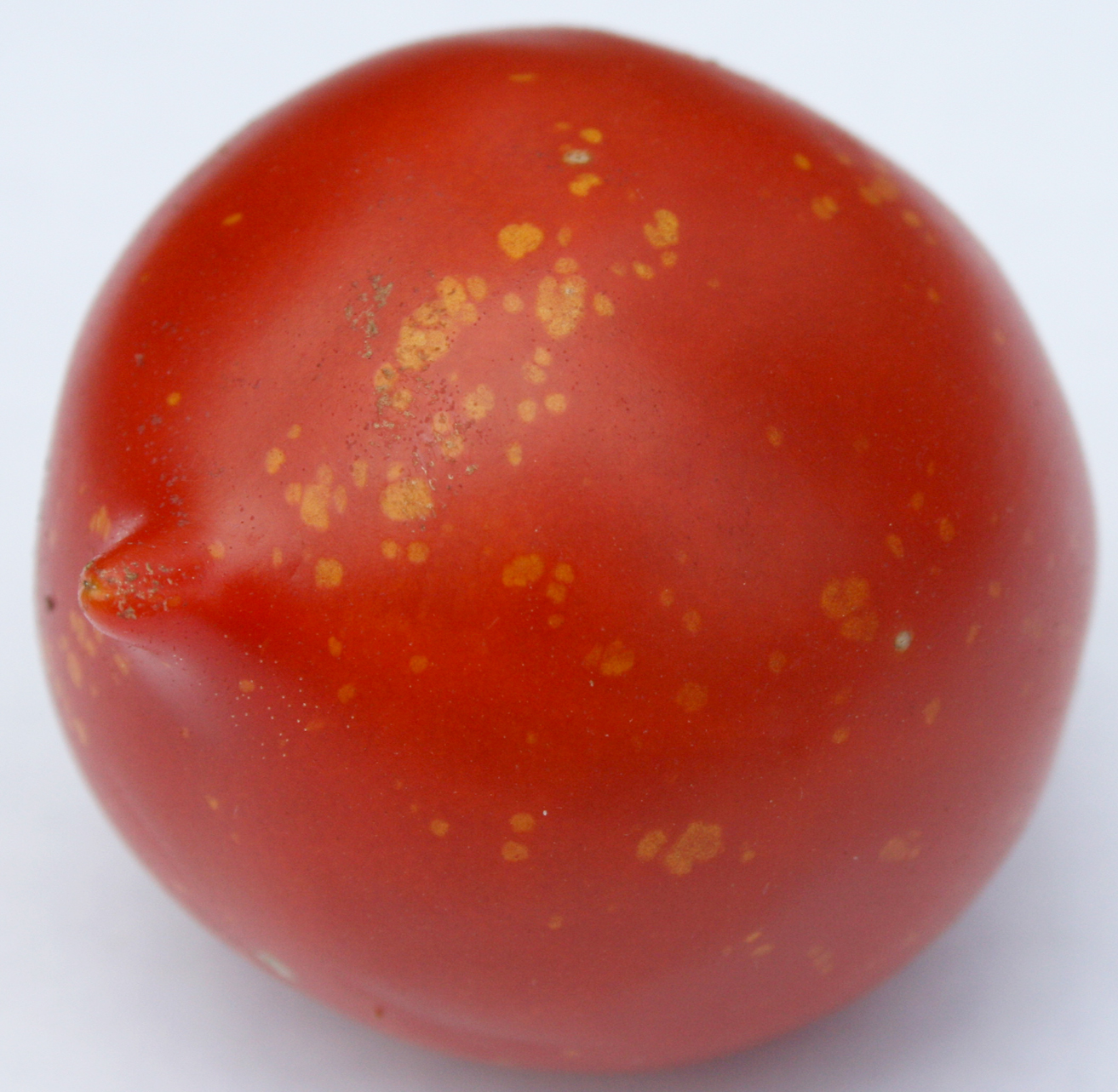 Gold fleck on tomato fruit.