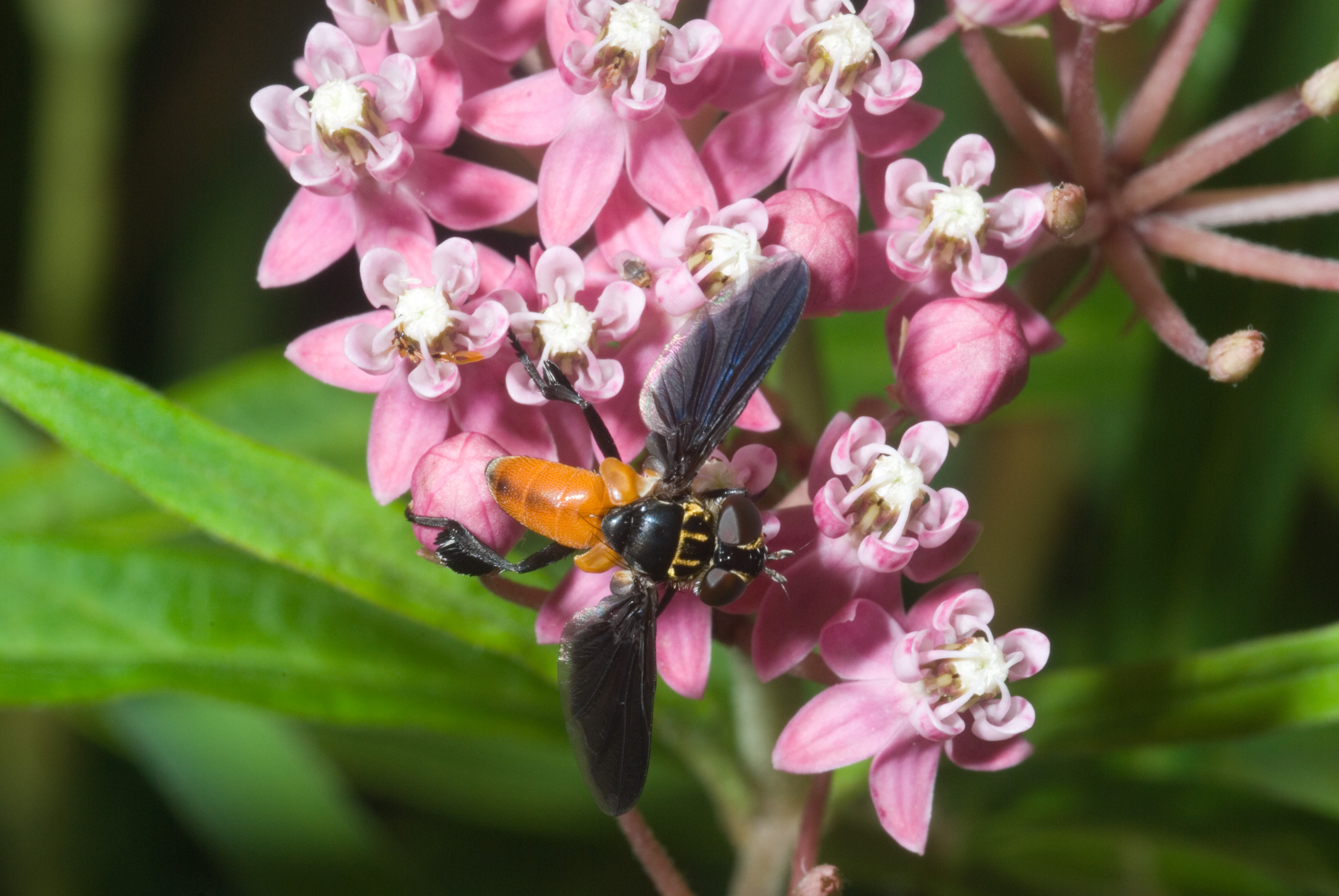 Trichopoda pennipes fly.