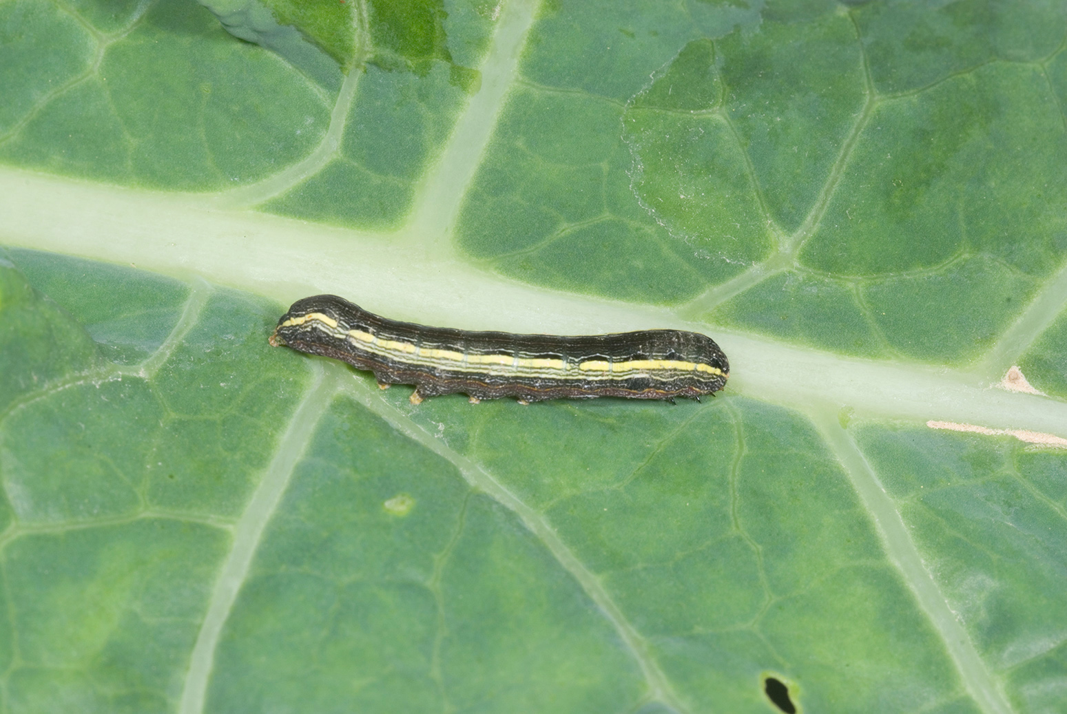 Yellowstriped armyworm
