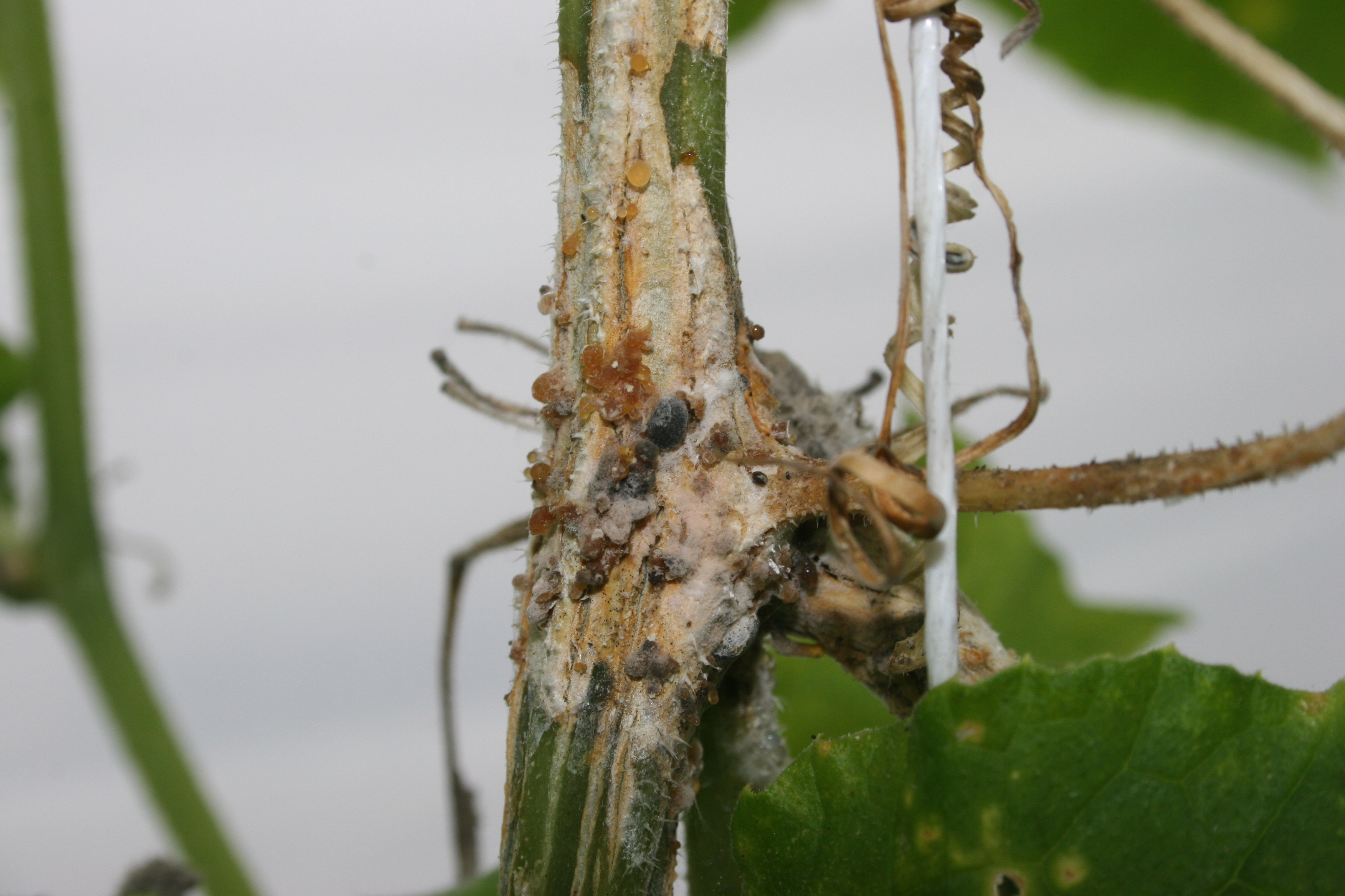 Sclerotinia white mold/timber rot on trellised cucumber.