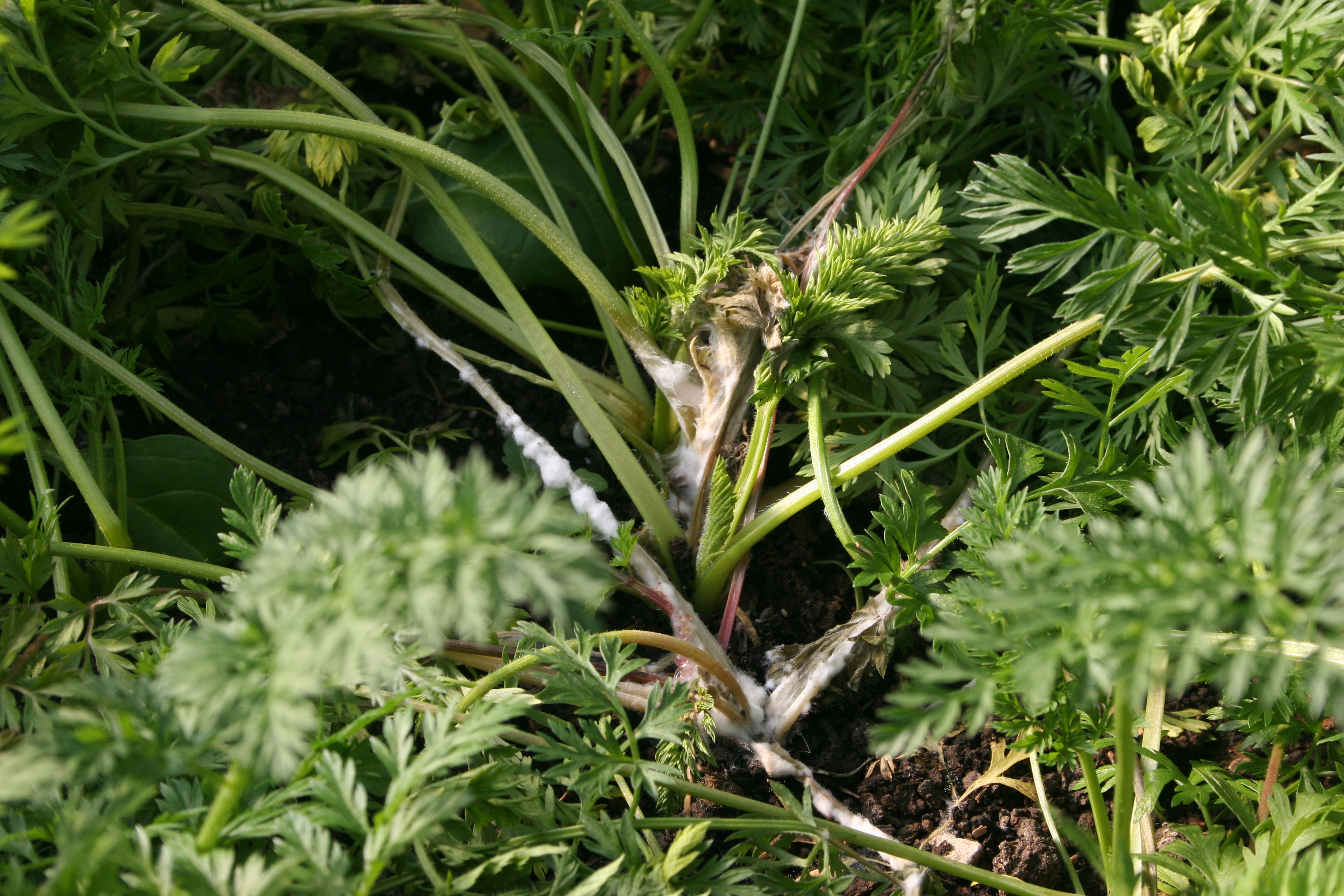 Sclerotinia white mold/timber rot on carrot.