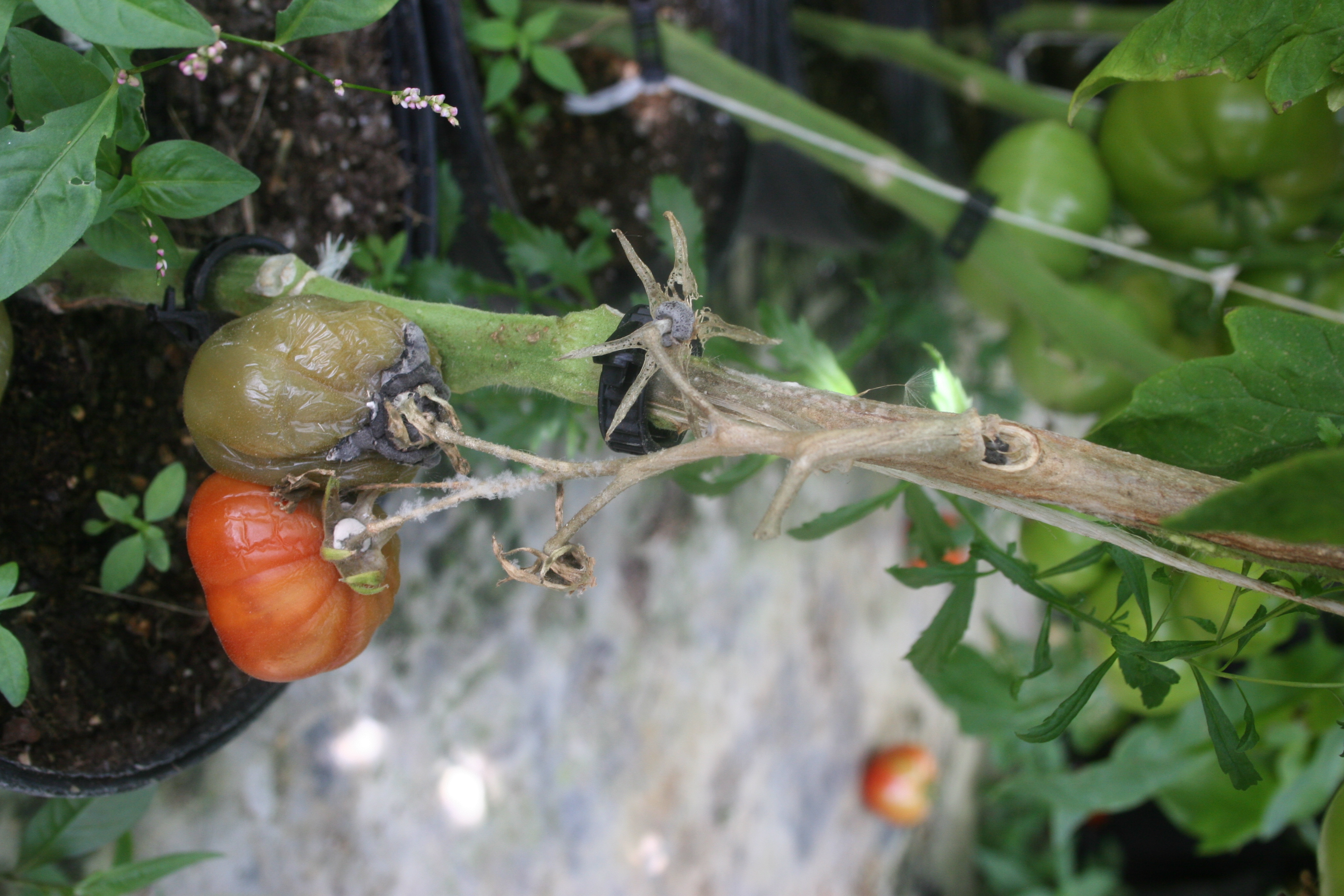 Sclerotinia white mold/timber rot resulting in fruit drop on tomato.