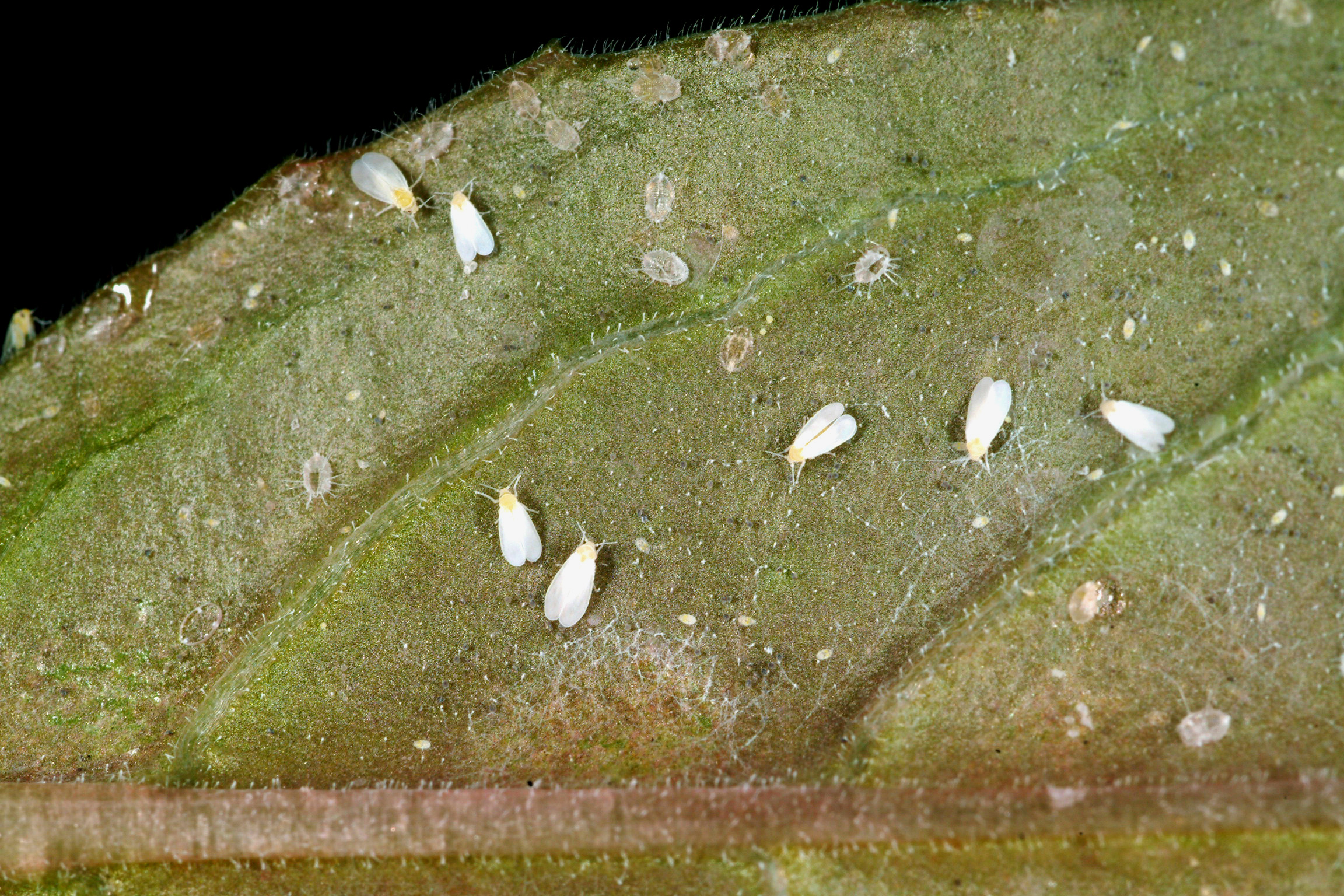 Greenhouse whitefly.