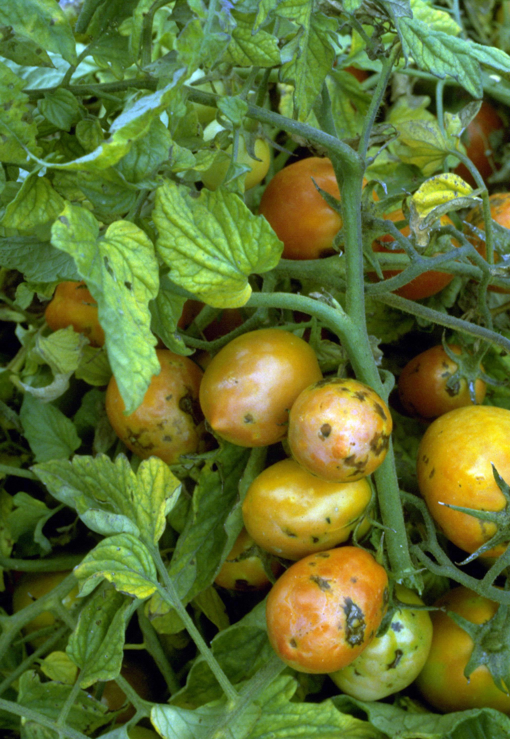 Tomato spotted wilt in planting.