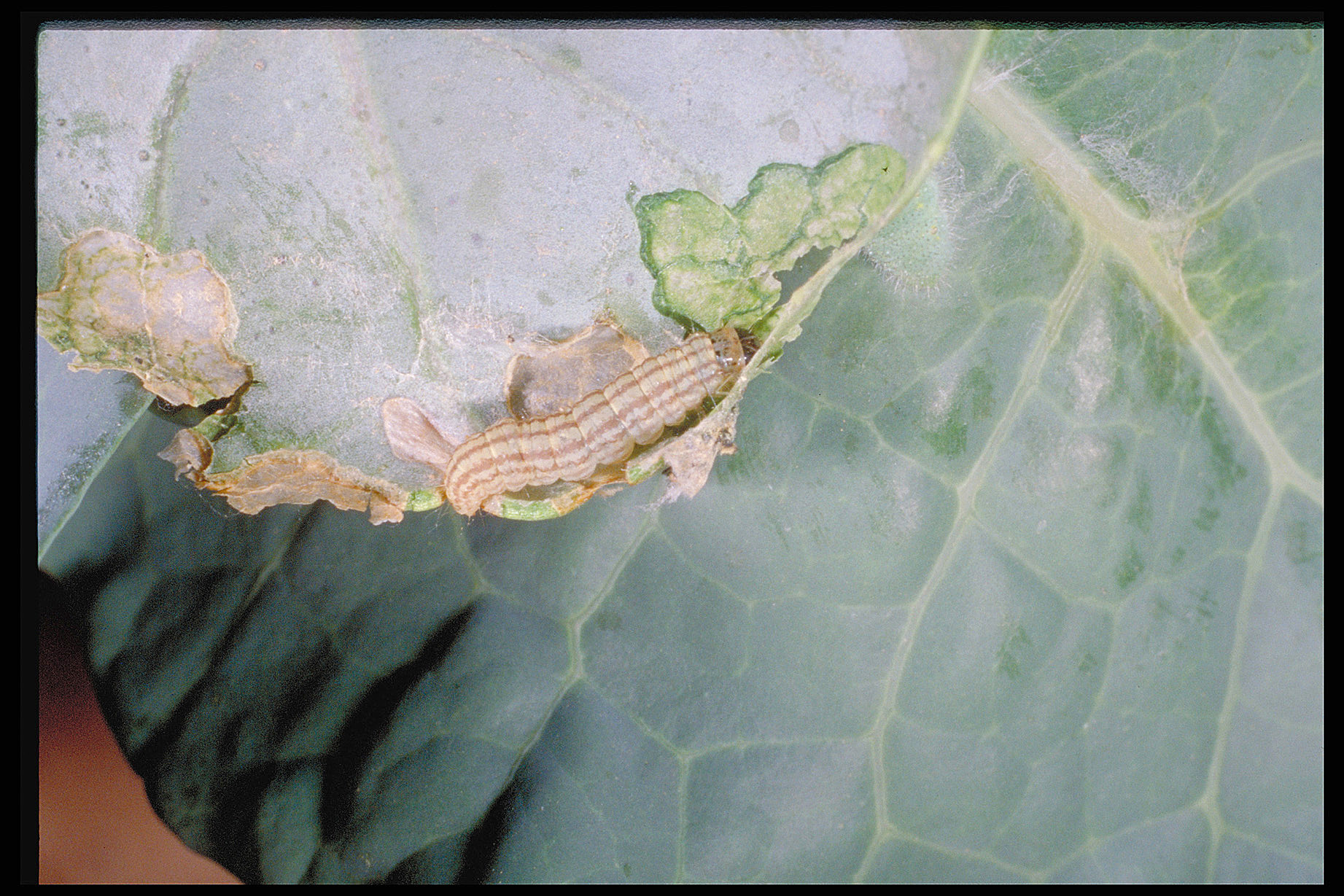 Cabbage webworms