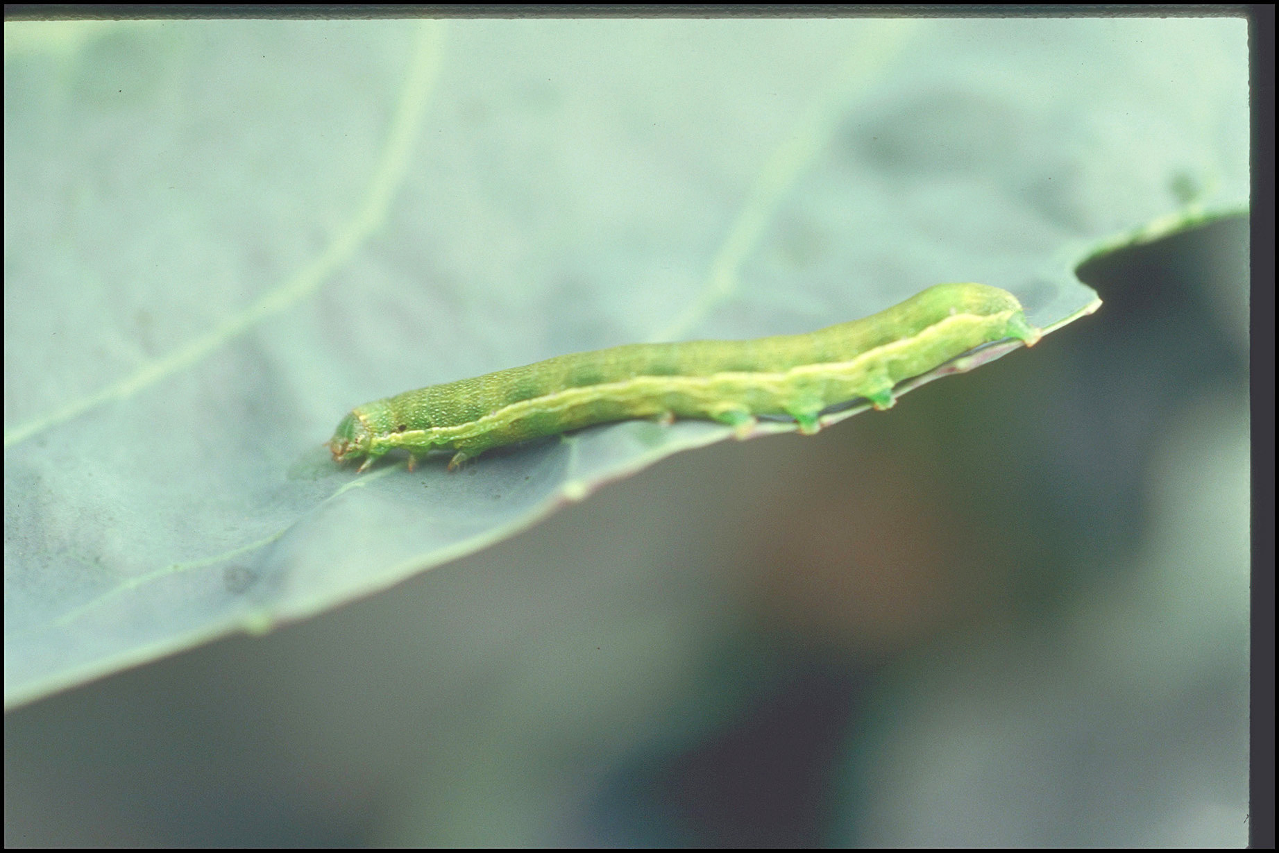 Beet armyworm