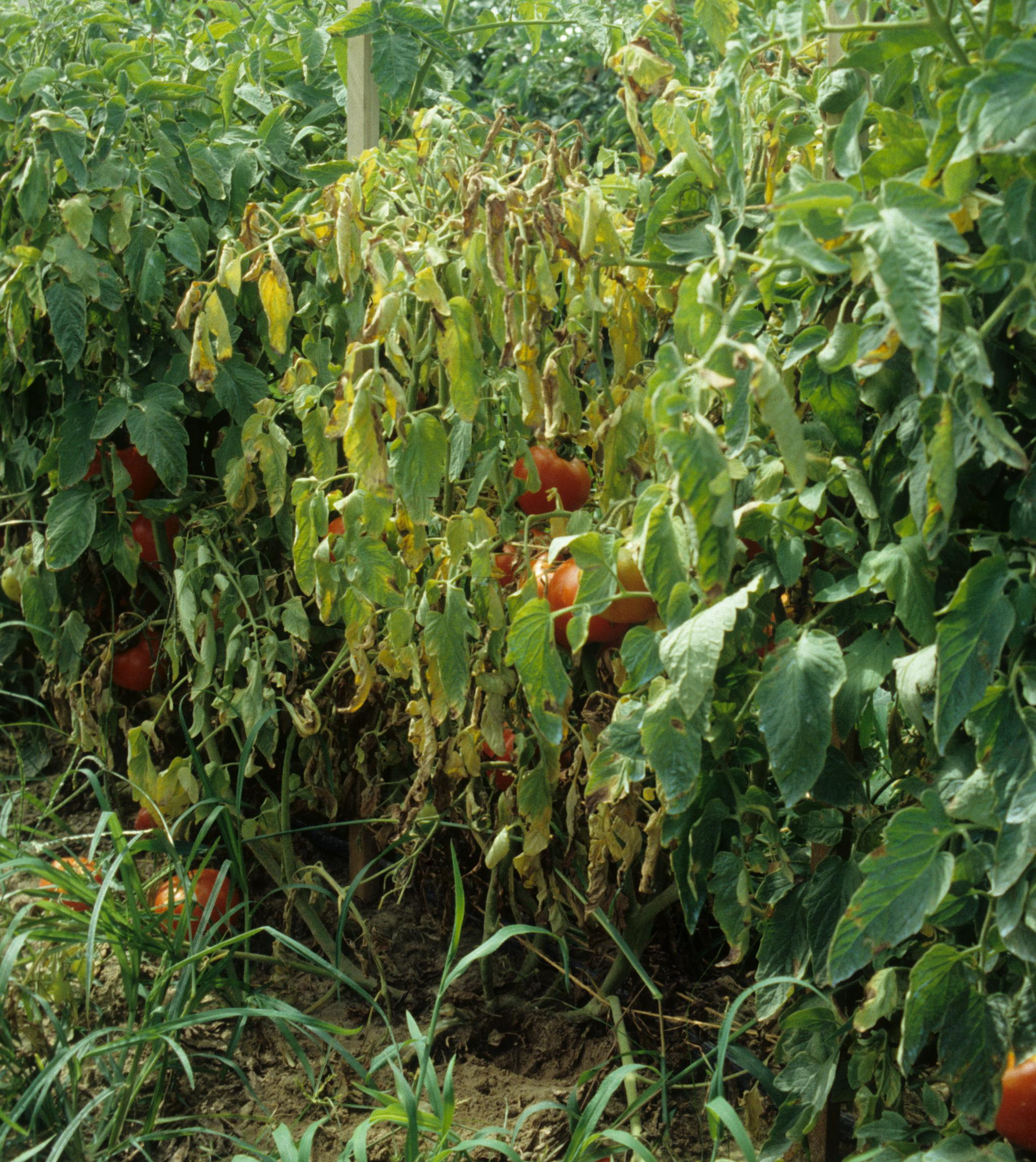 Fusarium wilt on tomato plants.