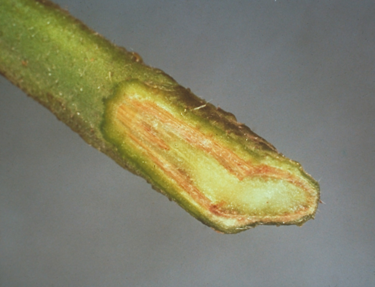 Fusarium wilt vascular discoloration.