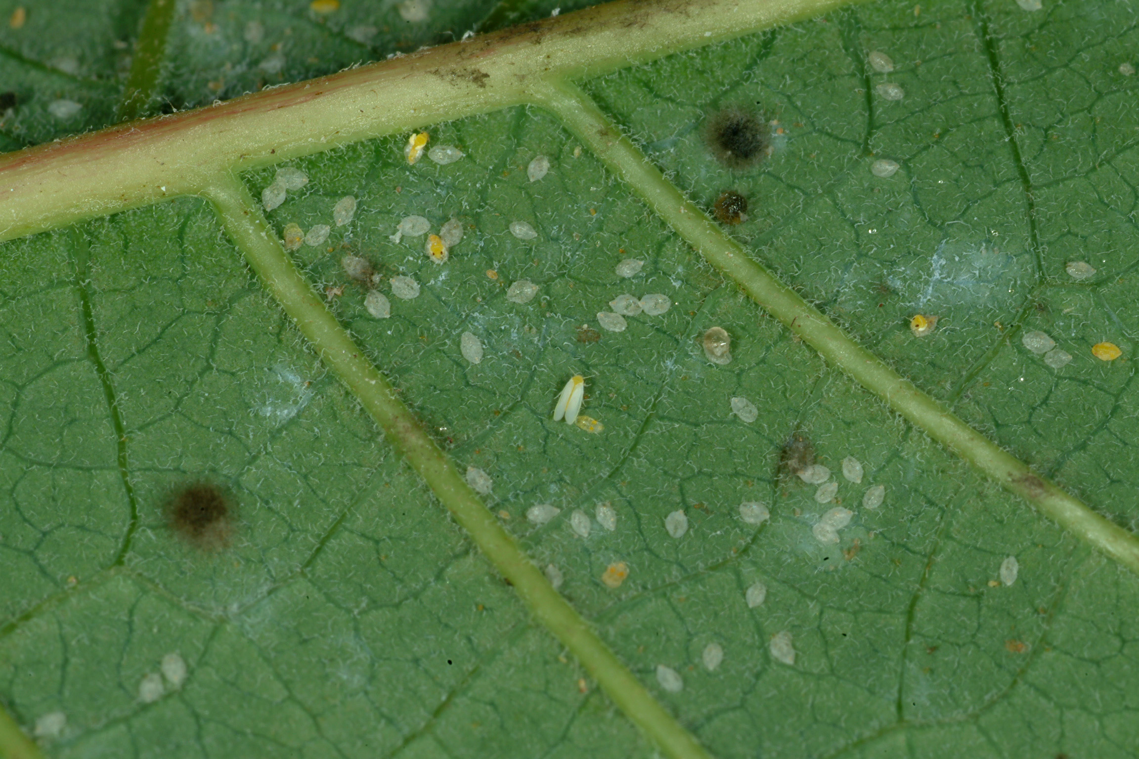 Silverleaf whitefly.