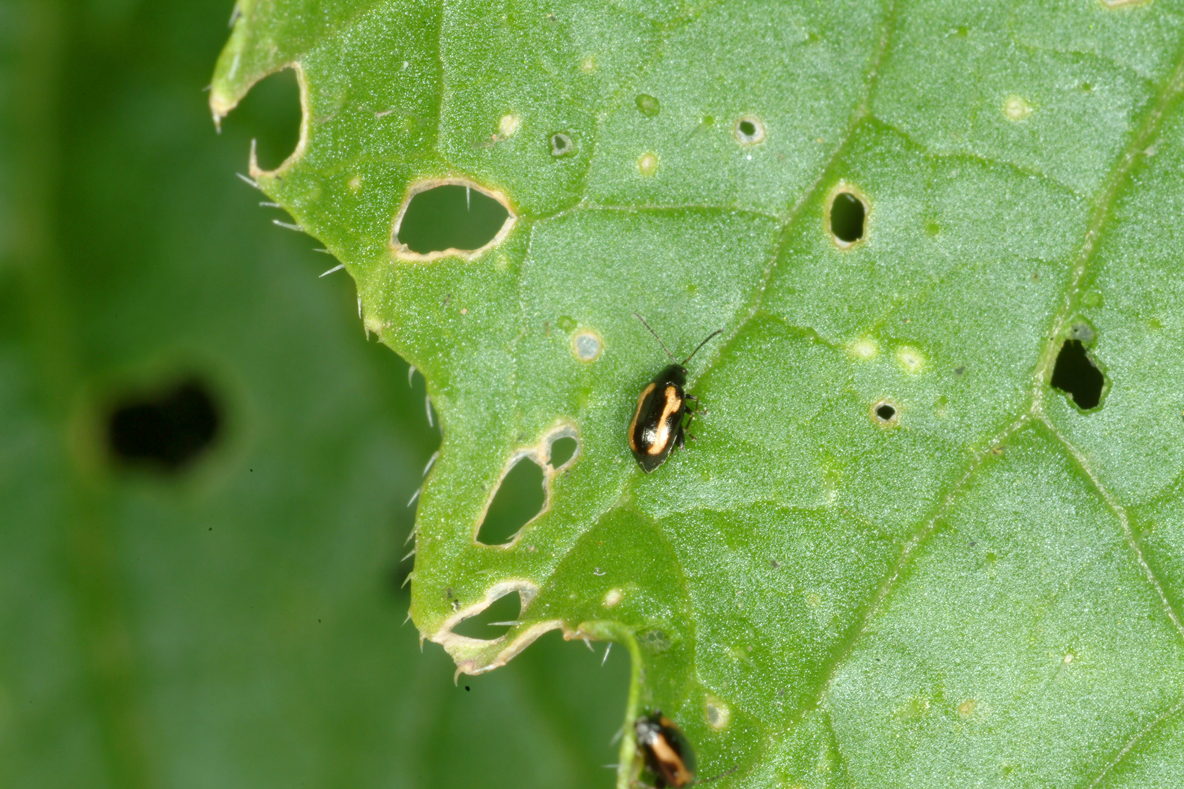 Striped flea beetle
