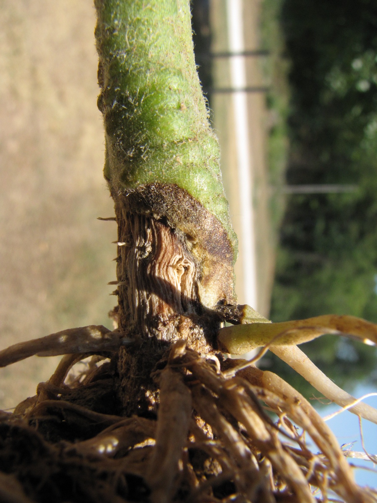 Fusarium crown and root rot lesion at stem base.