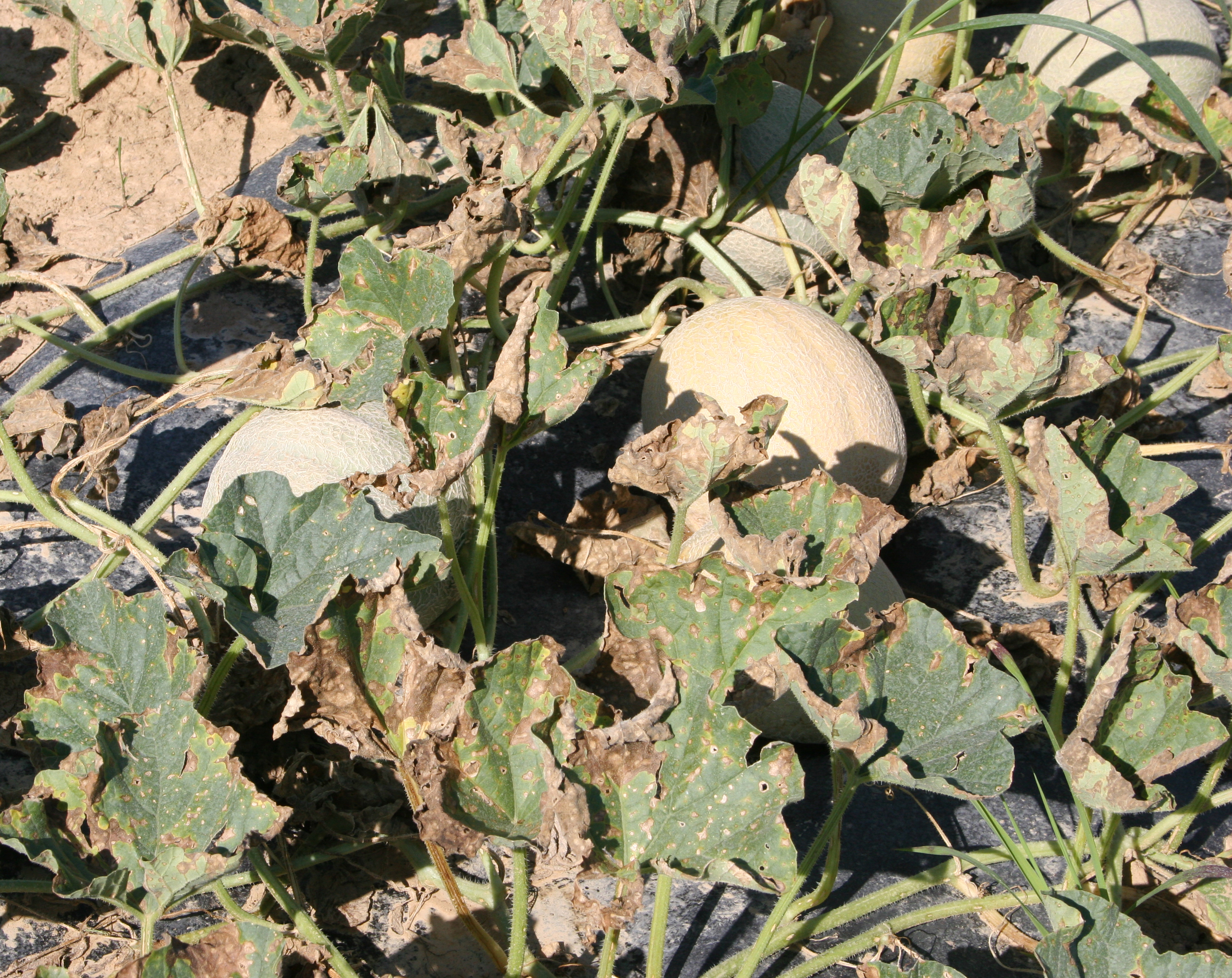 Alternaria leaf blight on muskmelon foliage.