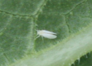 Silverleaf whitefly.