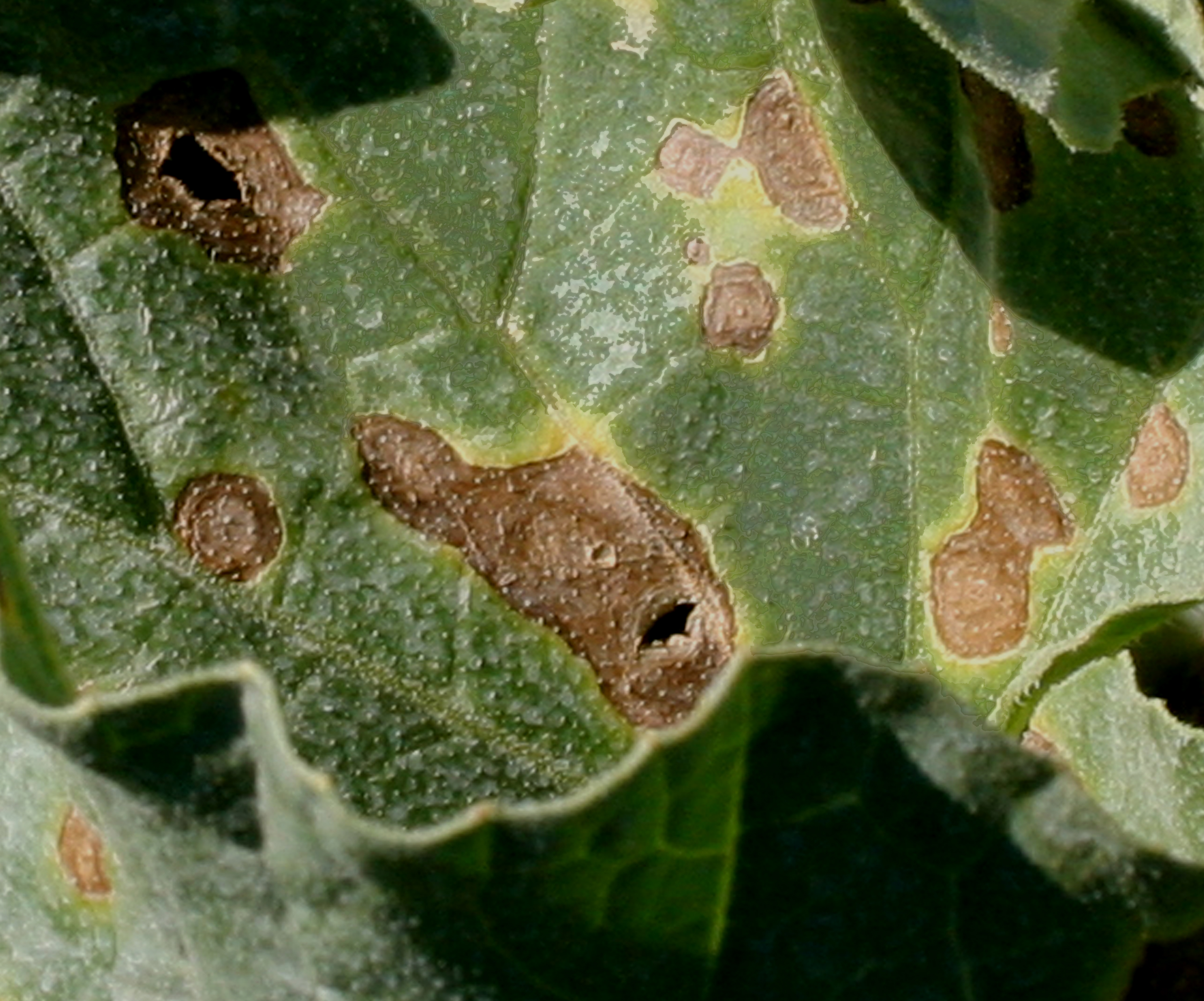 Close-up of Alternaria leaf blight lesions.