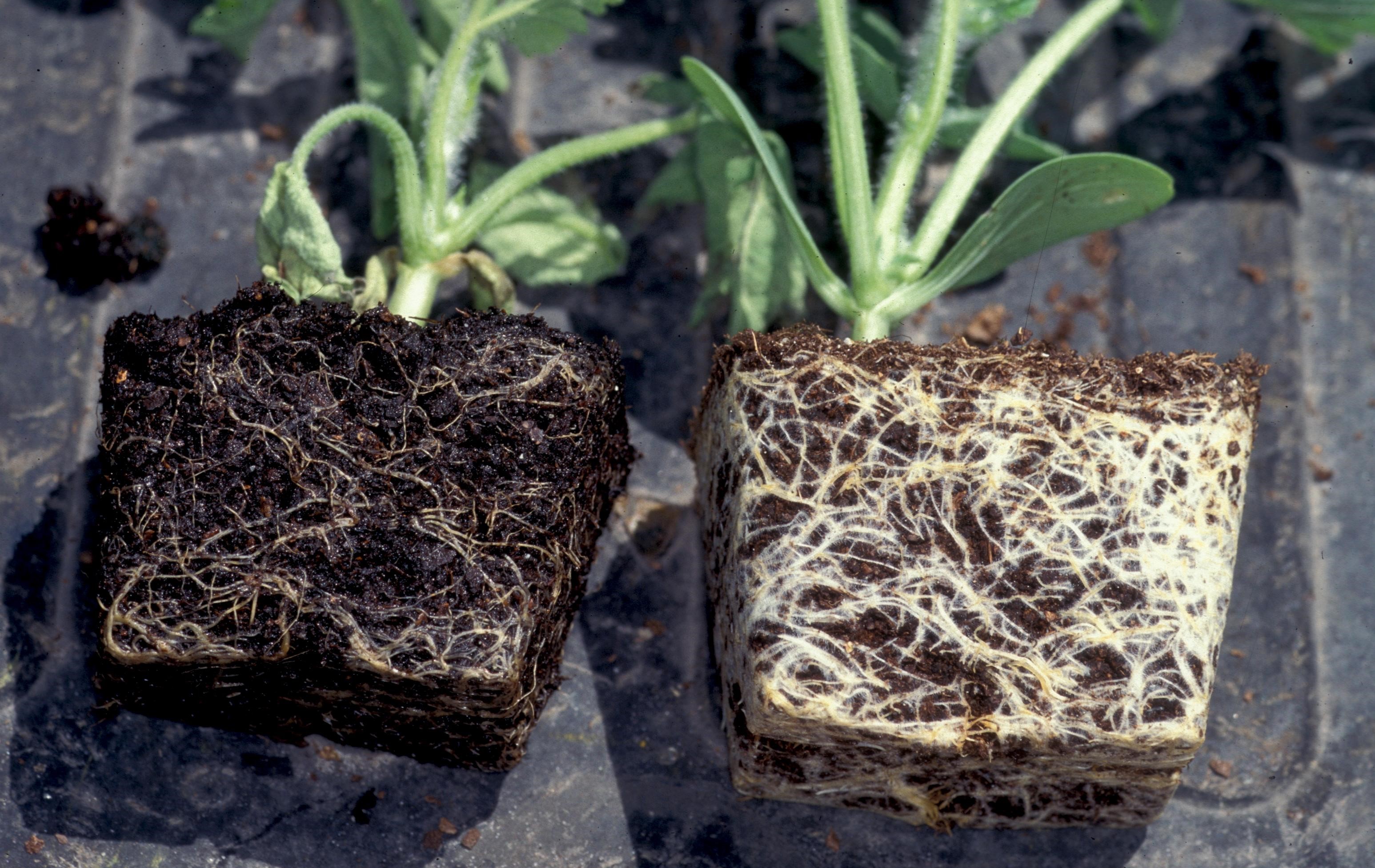Pythium root rot (left) and healthy (right) watermelon transplant roots.