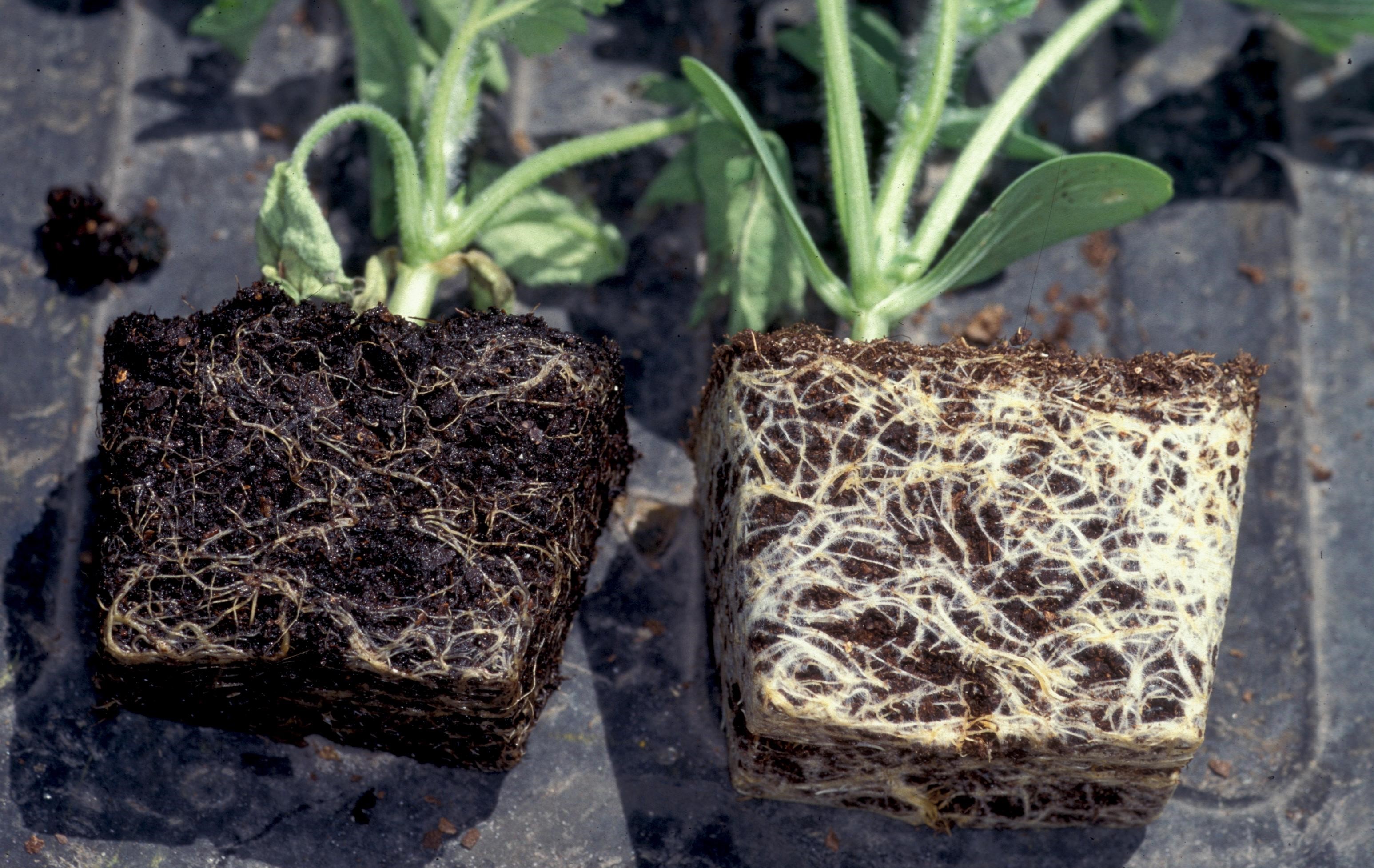 Pythium Root Rot | Scouting Guides for Problems of Vegetables