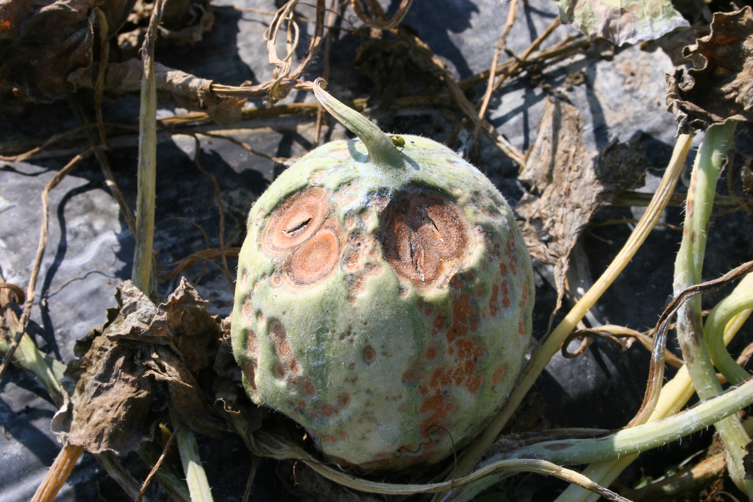 Anthracnose on melon fruit.