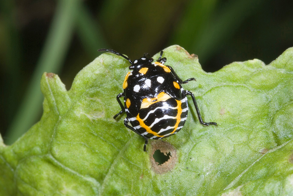 Harlequin bug nymph