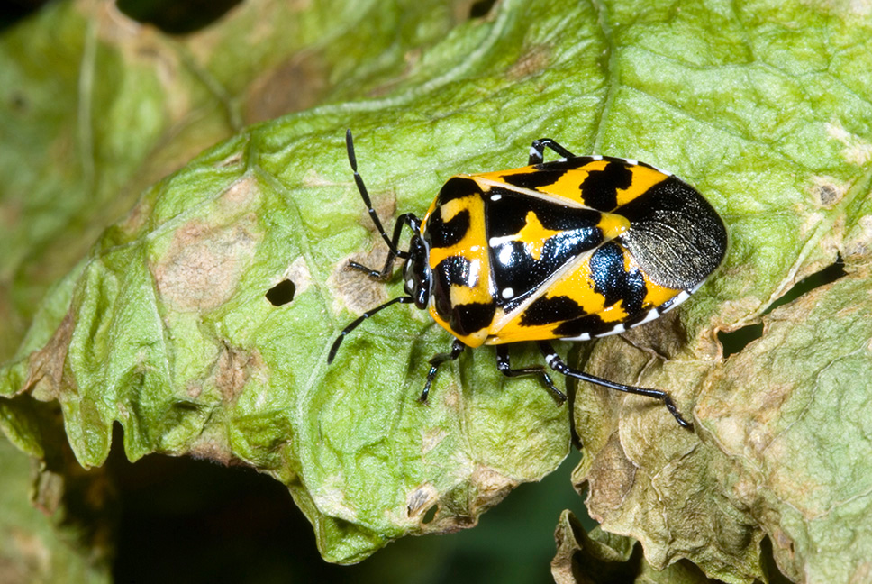 Harlequin bug