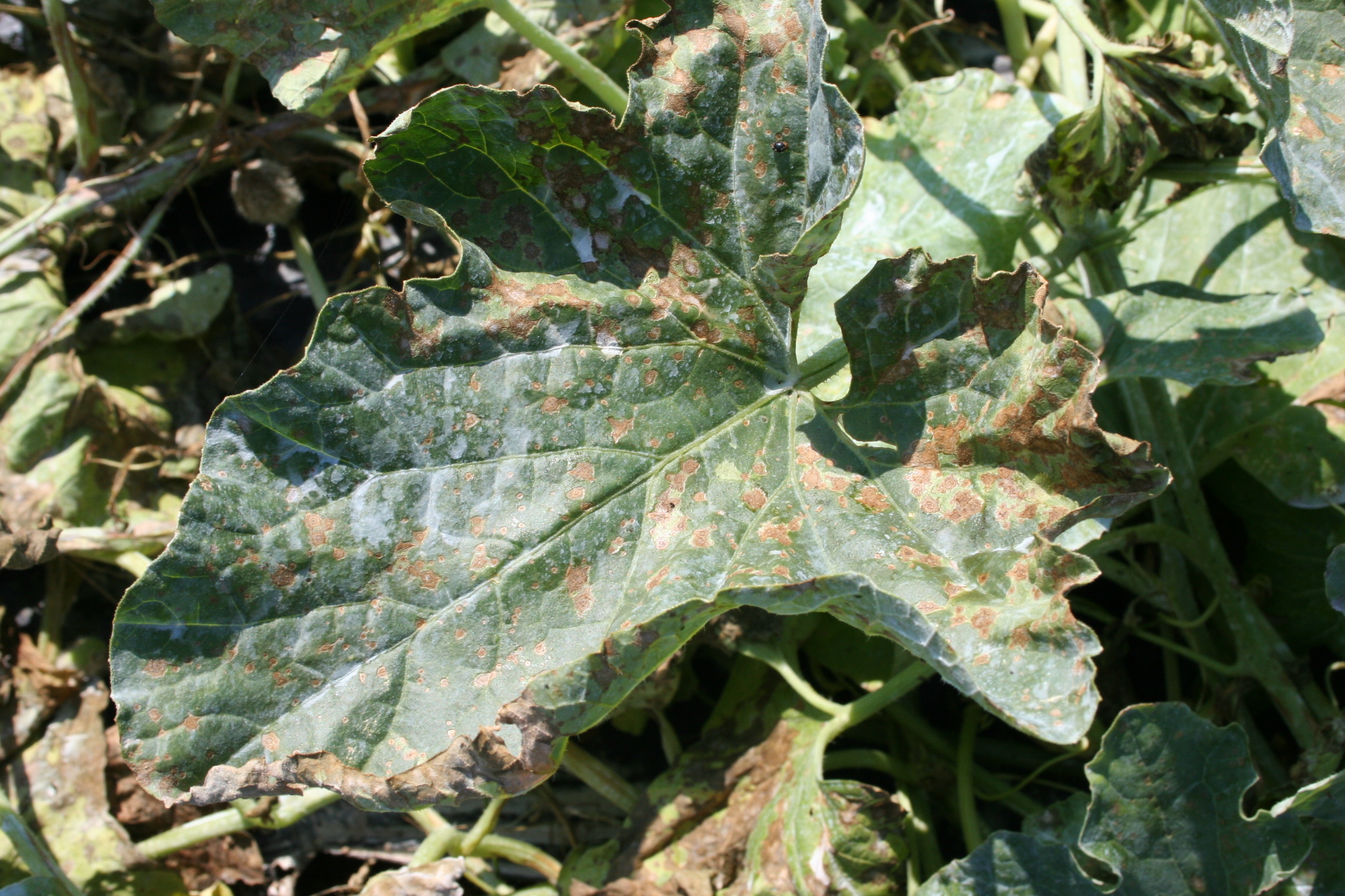 Anthracnose on foliage.