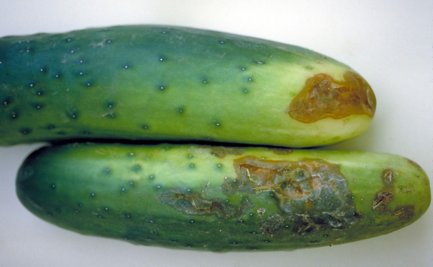 Belly rot on cucumber.