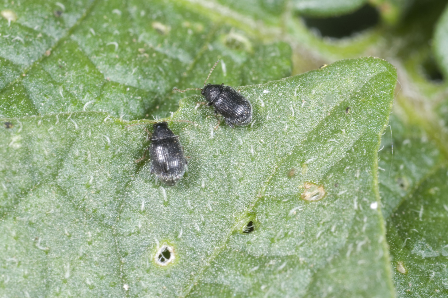 Potato flea beetles.