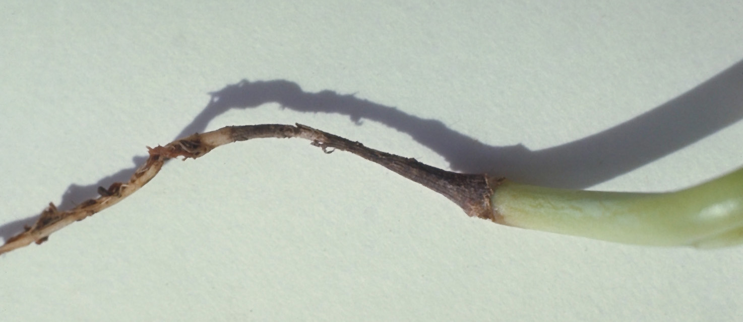 Rhizoctonia root rot on cabbage.