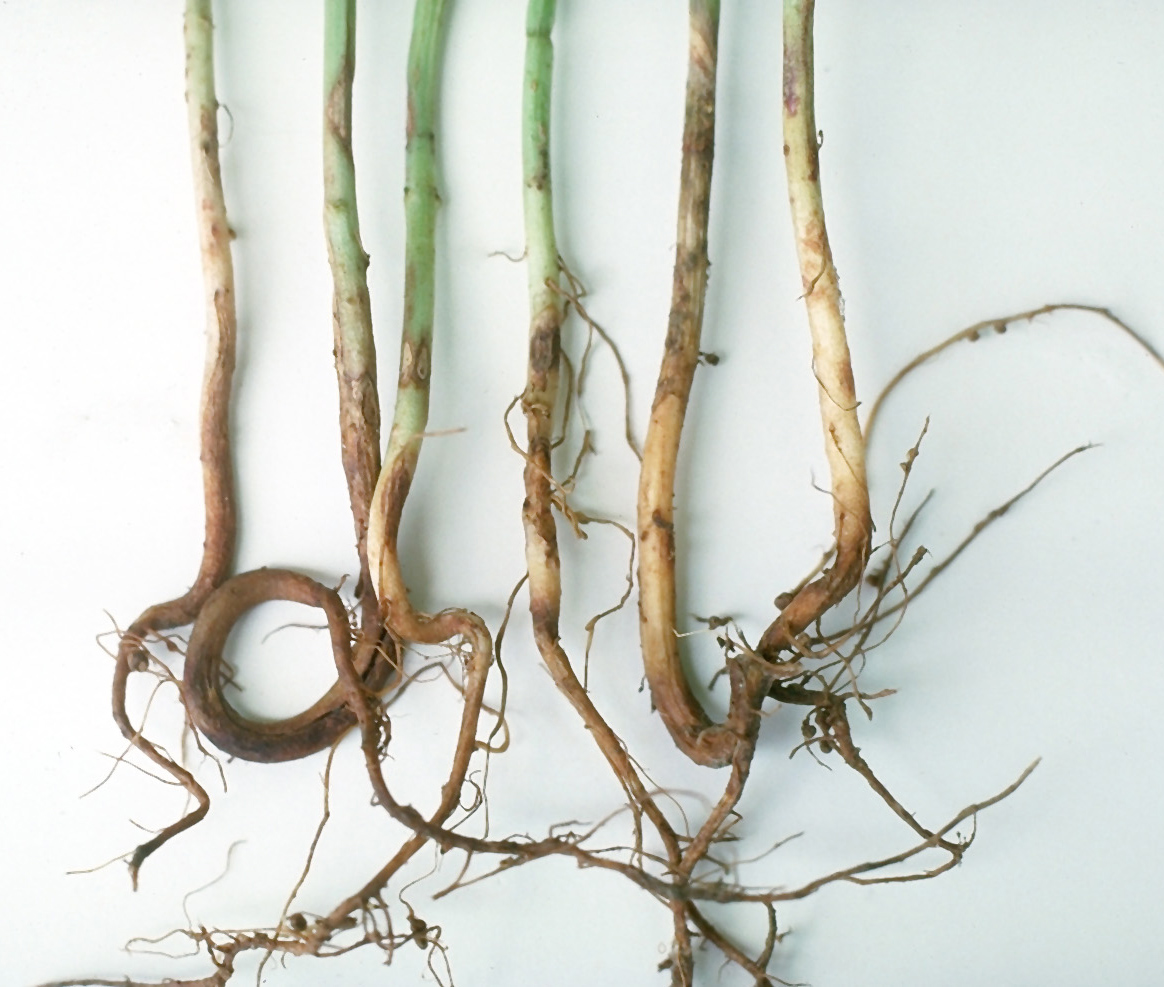 Rhizoctonia root rot on bean.