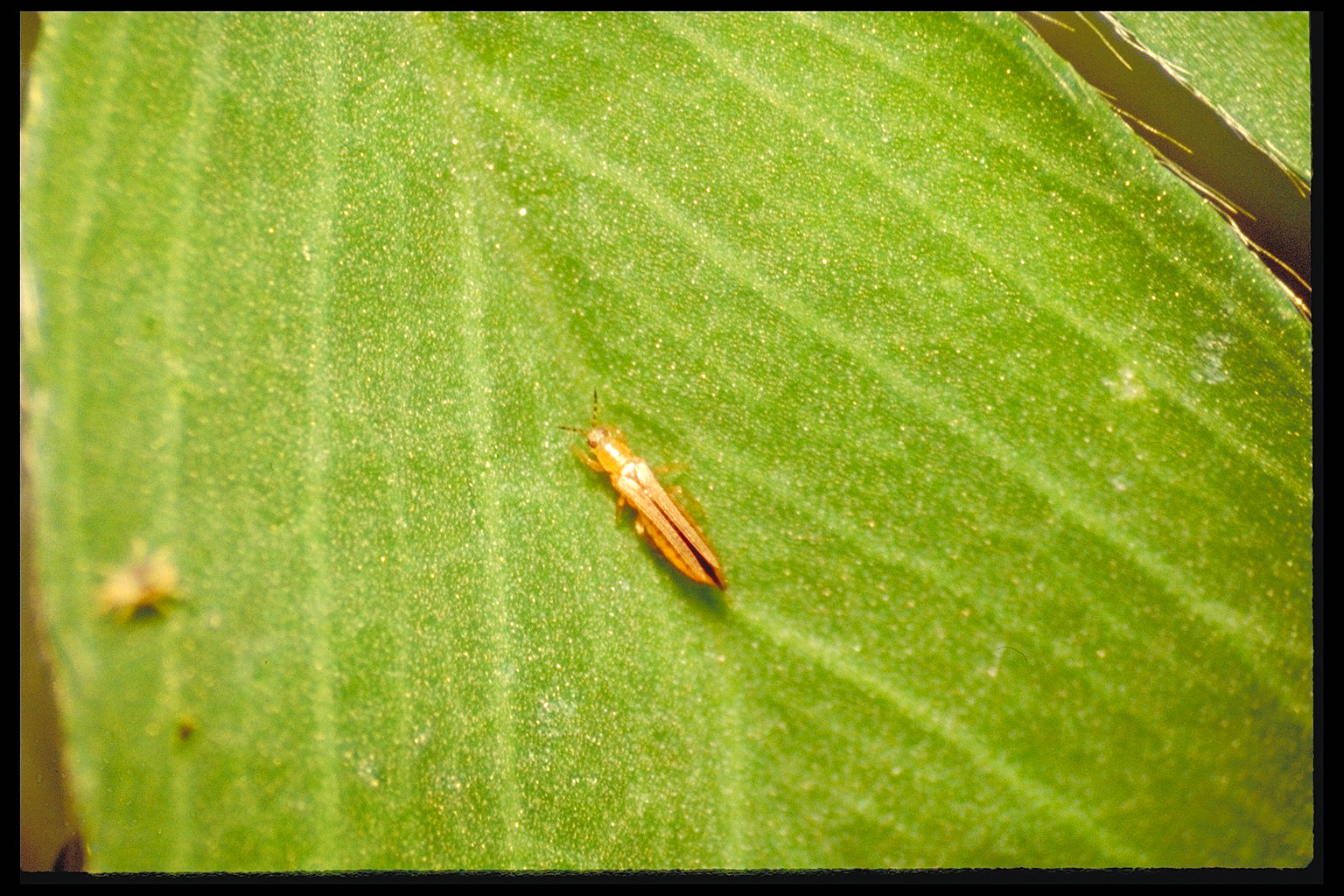 Thrips