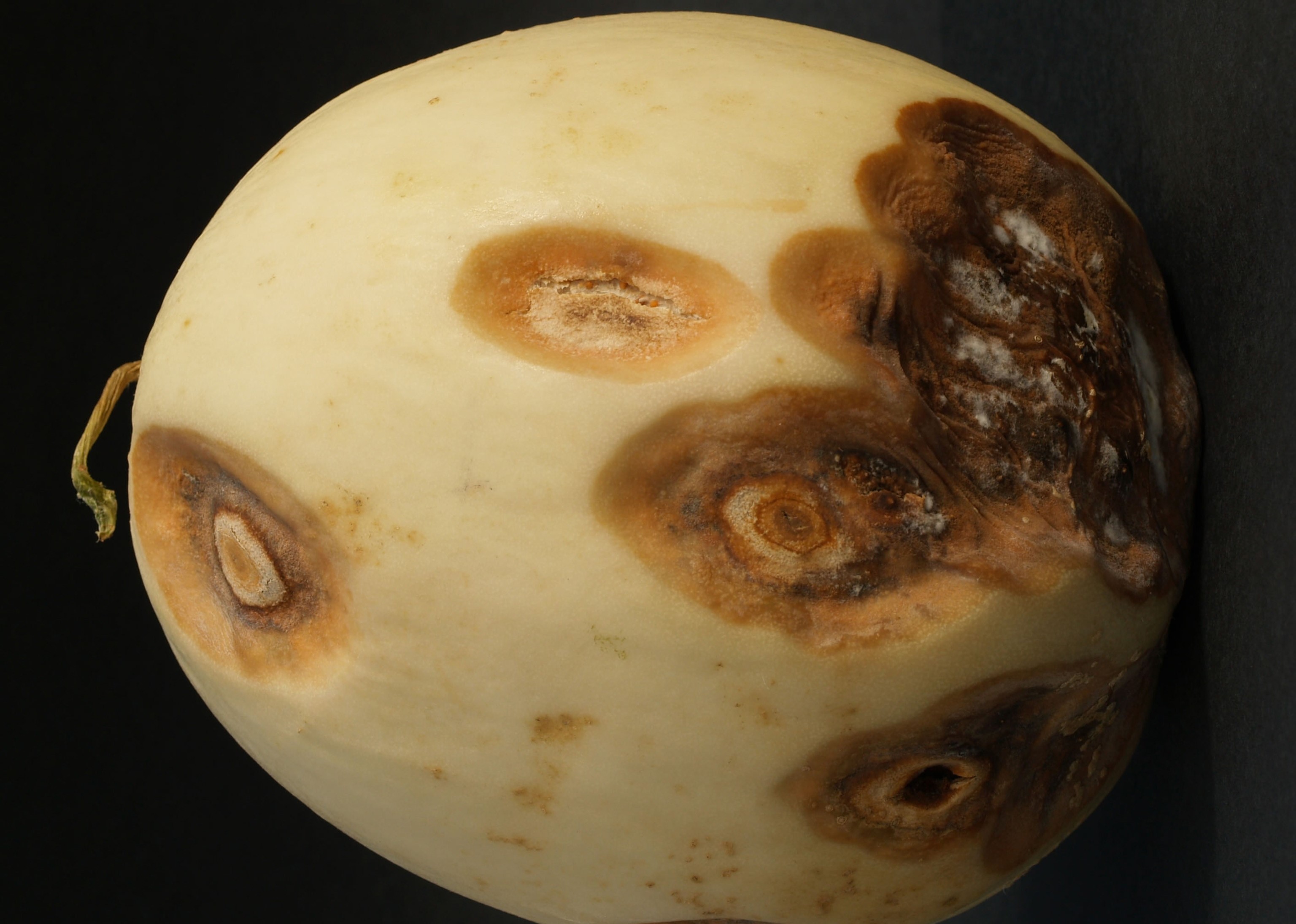 Anthracnose