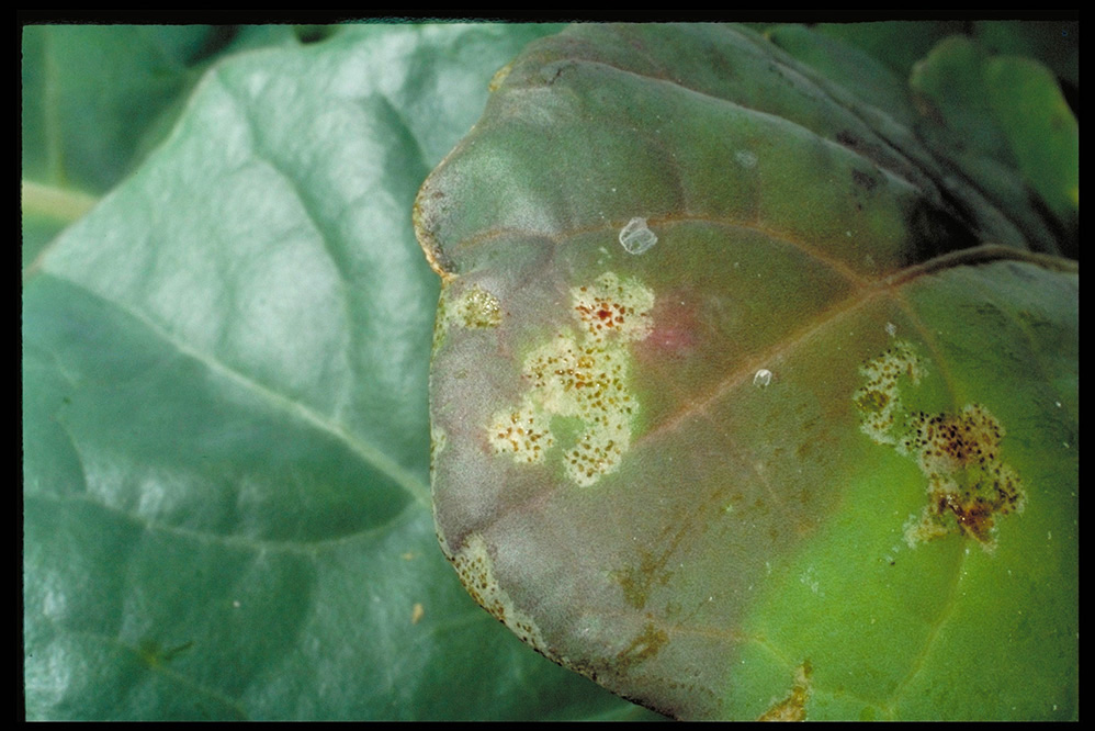 damage to greenhouse seedlings