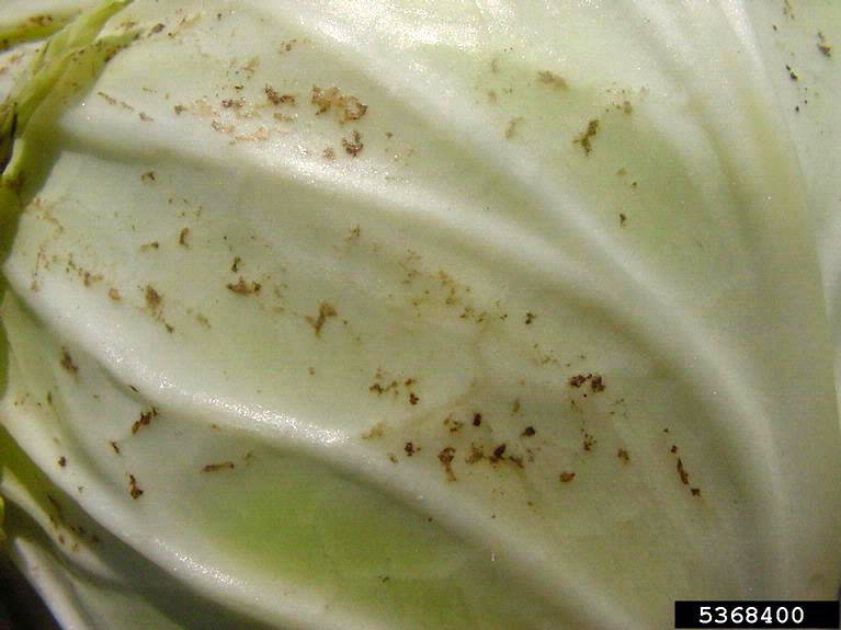 damage to mature cabbage head