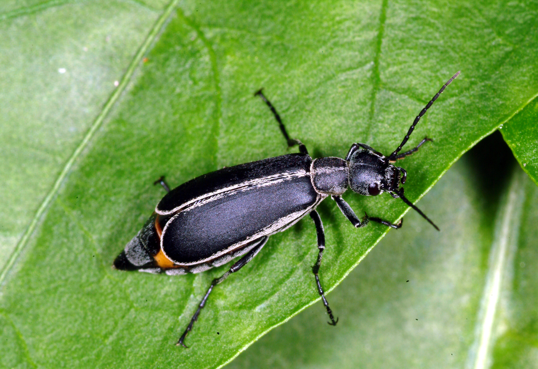 Margined blister beetle.