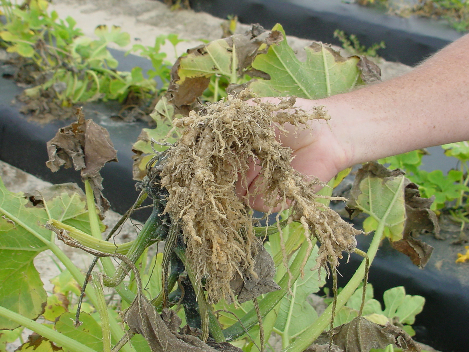 Root knot nematode symptoms on summer squash roots.