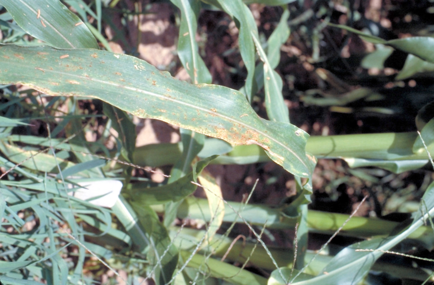 Common rust
