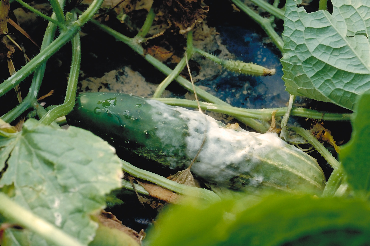Cottony leak on cucumber.
