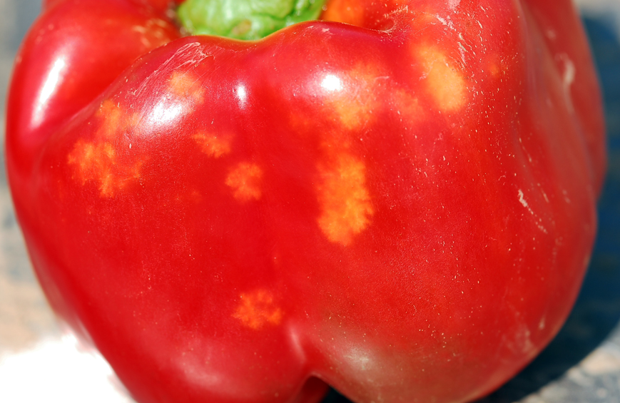 External stink bug damage on red pepper.