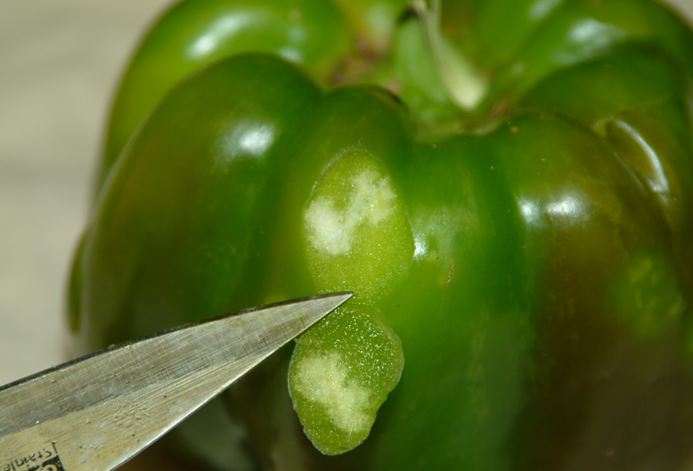 Internal stink bug damage on green pepper.