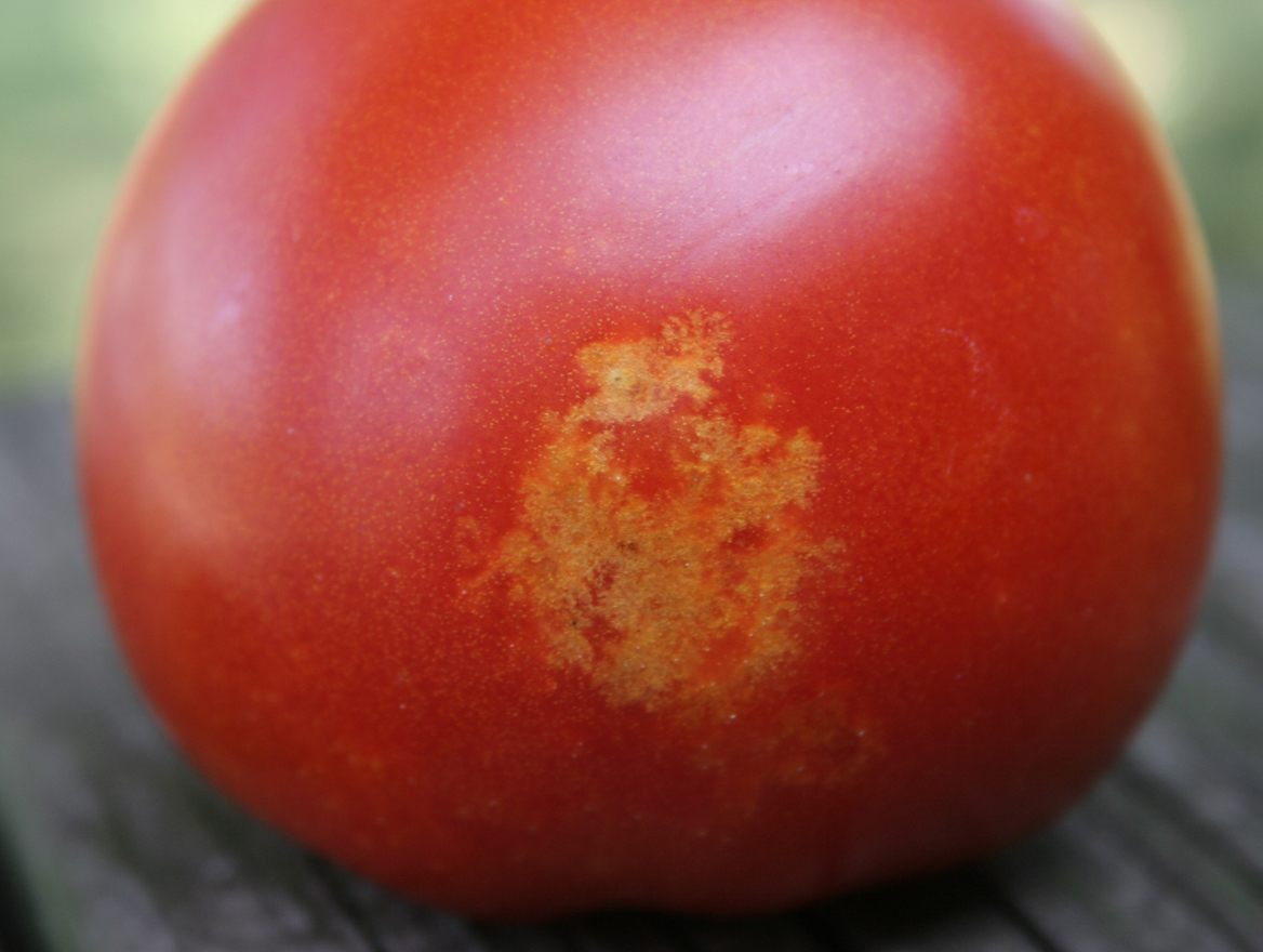 External stink bug damage on tomato.