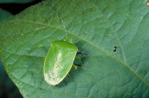 Mature green stink bug.