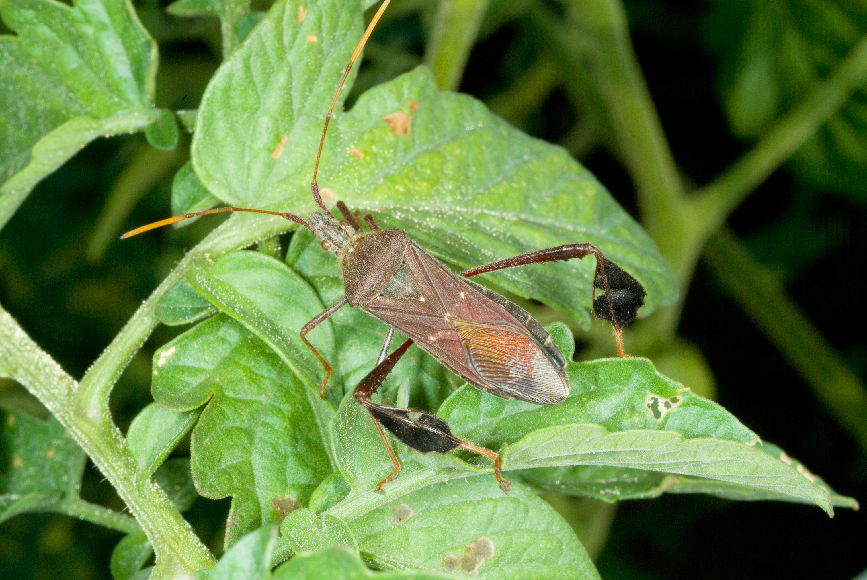 Leaf-footed bugs