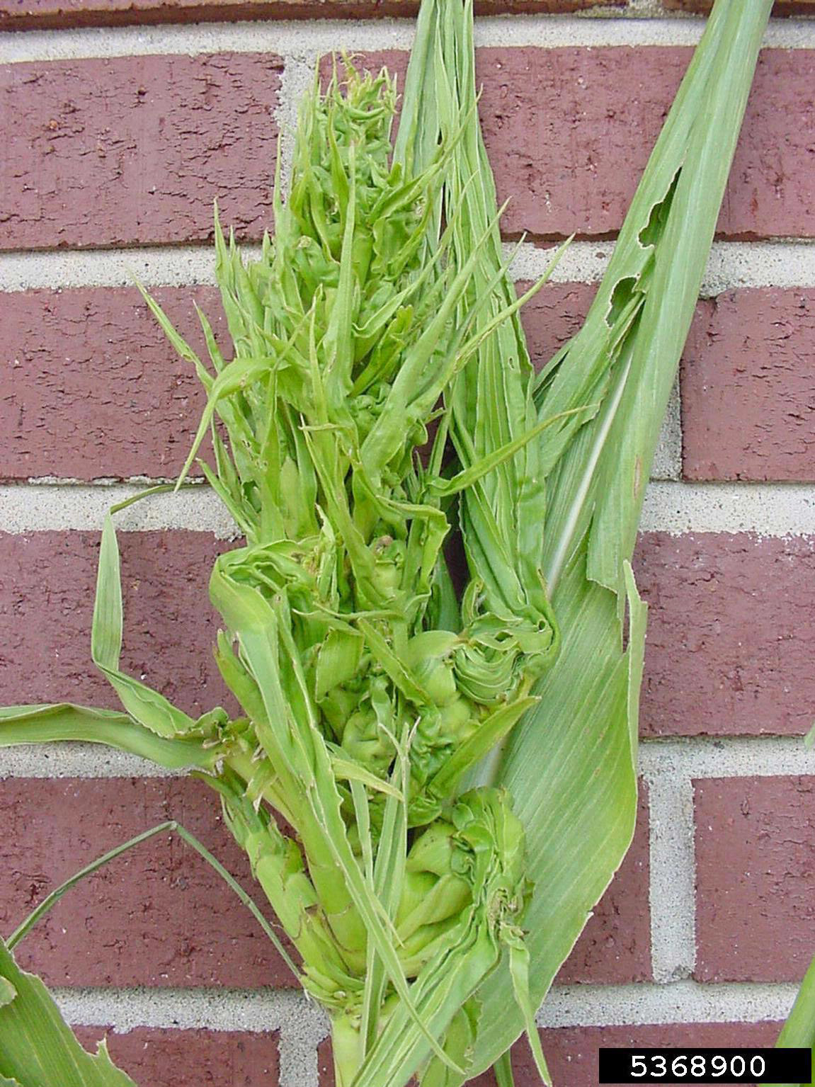 Crazy top of corn.