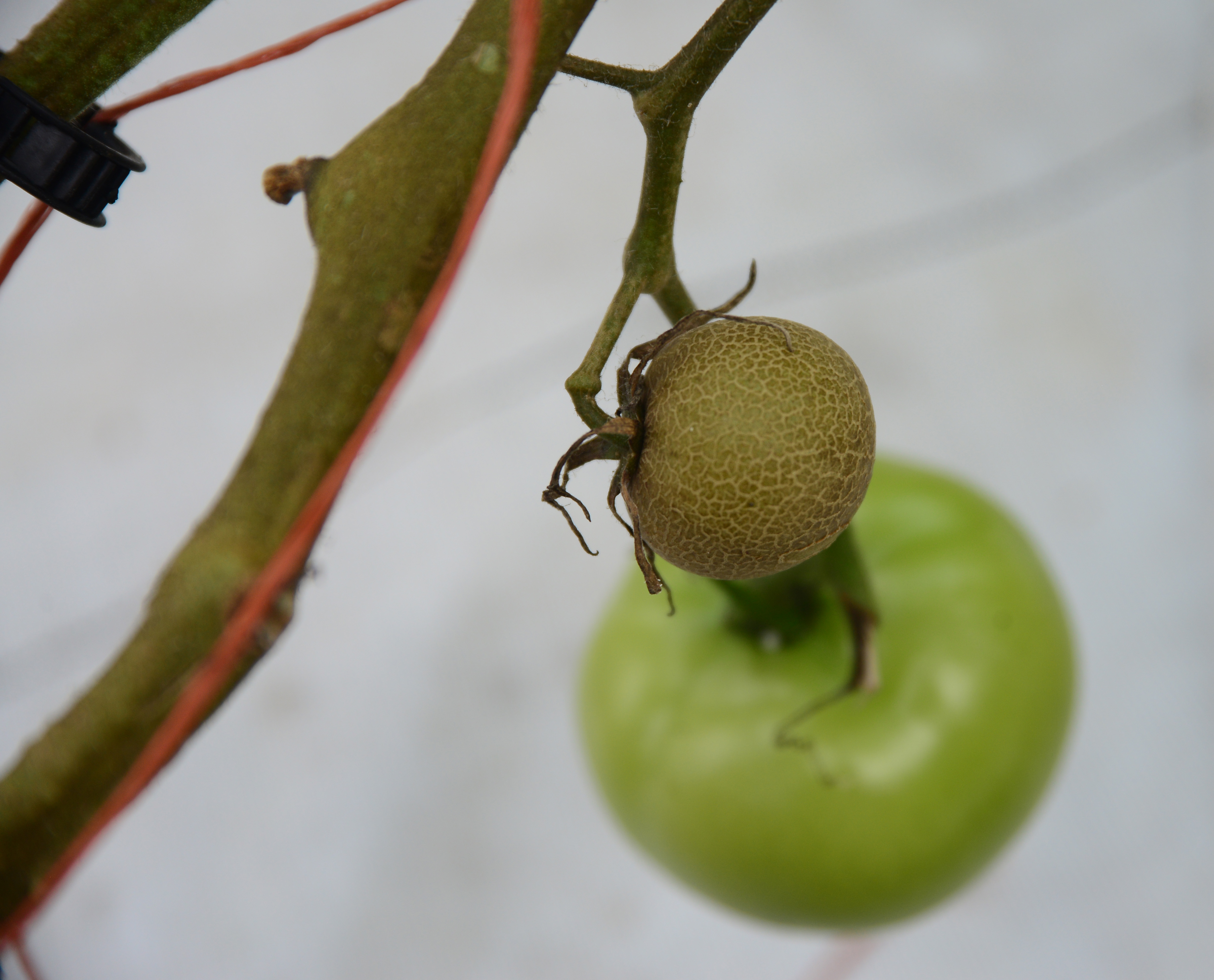 Undersized, dark, russetted fruit from tomato russet mites.