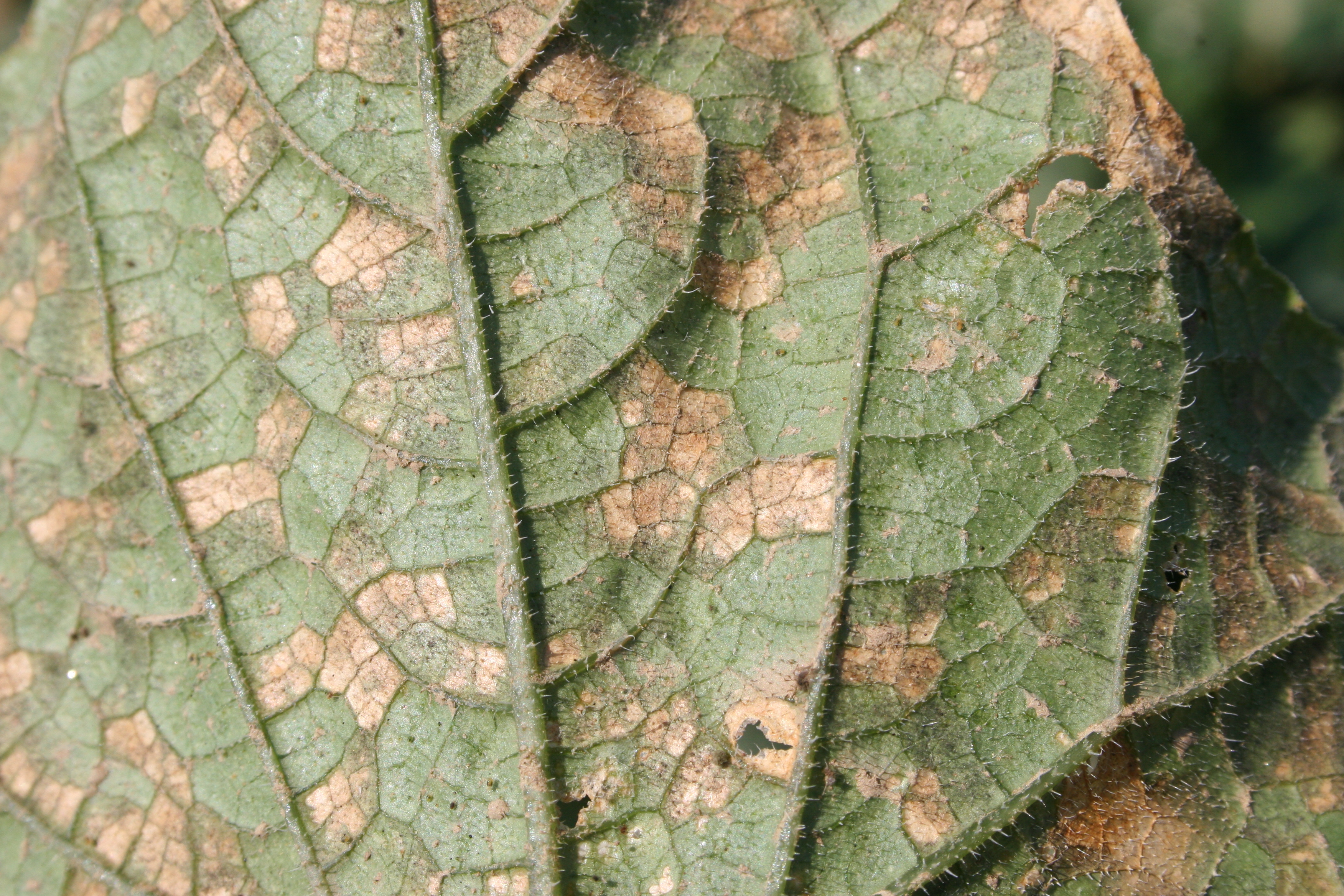 Downy mildew on lower side of cucumber plant foliage.